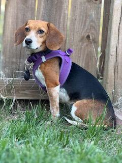 Maybelle, Adoptable, Adult Female Beagle.