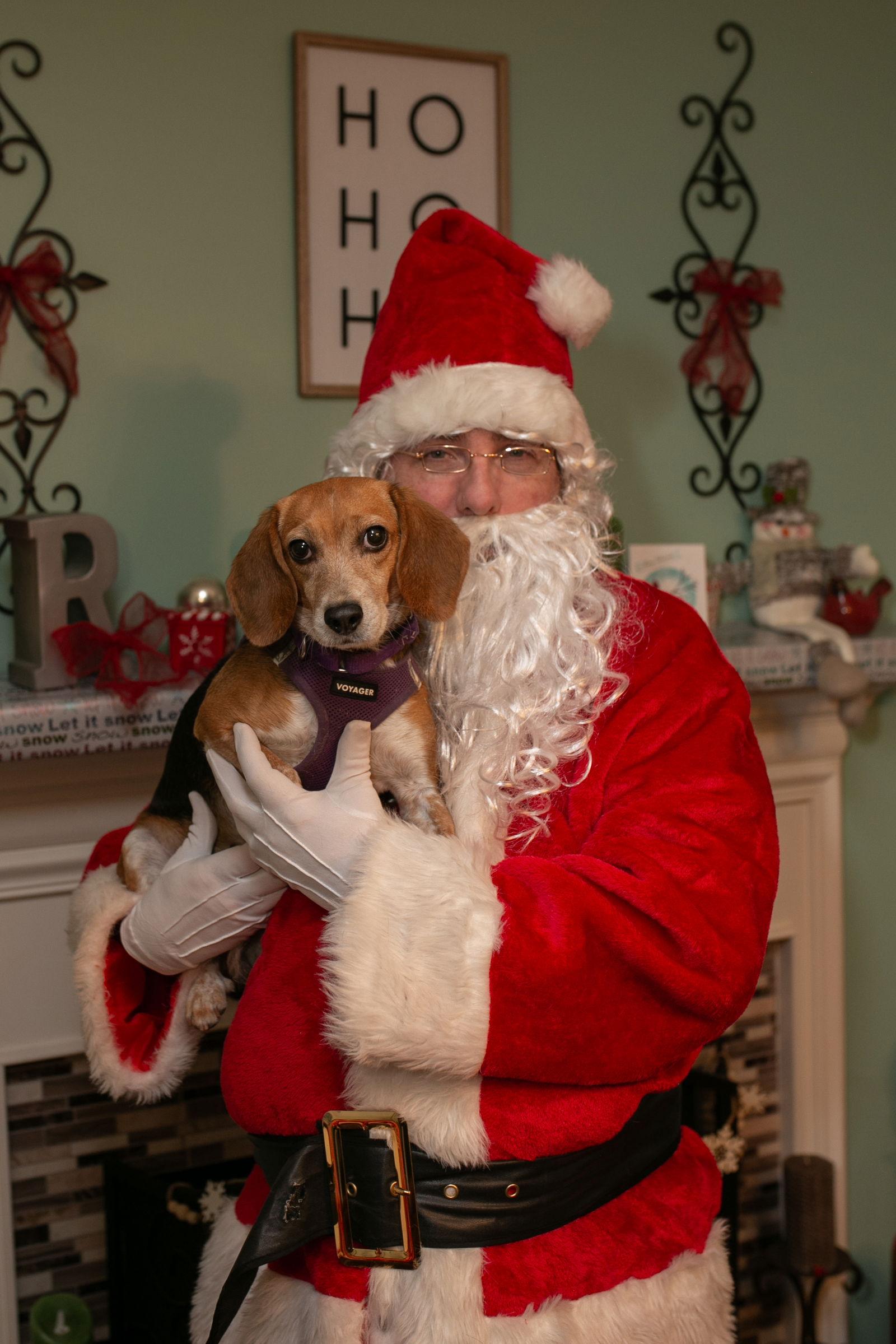 Enlarge Maybelle, a Adoptable Beagle in Nashville, TN image 2/3