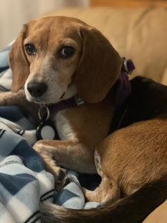 Enlarge Maybelle, a Adoptable Beagle in Nashville, TN image 3/3