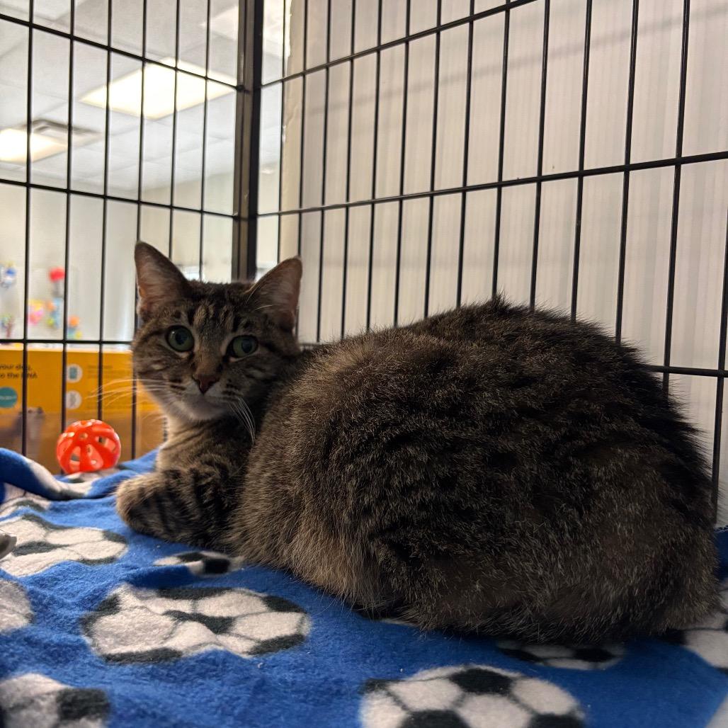 Enlarge Jalopy, a Adoptable Domestic Short Hair in Davenport, IA image 1/2