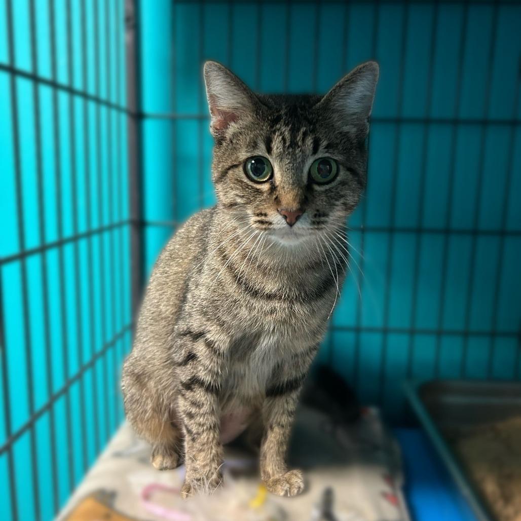Enlarge Jalopy, a Adoptable Domestic Short Hair in Davenport, IA image 1/1