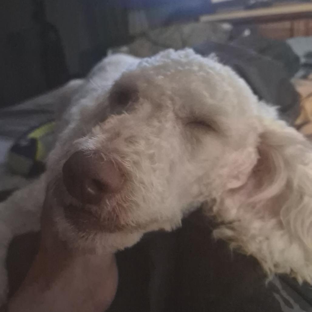 Enlarge Lucy, a Adoptable Standard Poodle in Kokomo, IN image 4/6