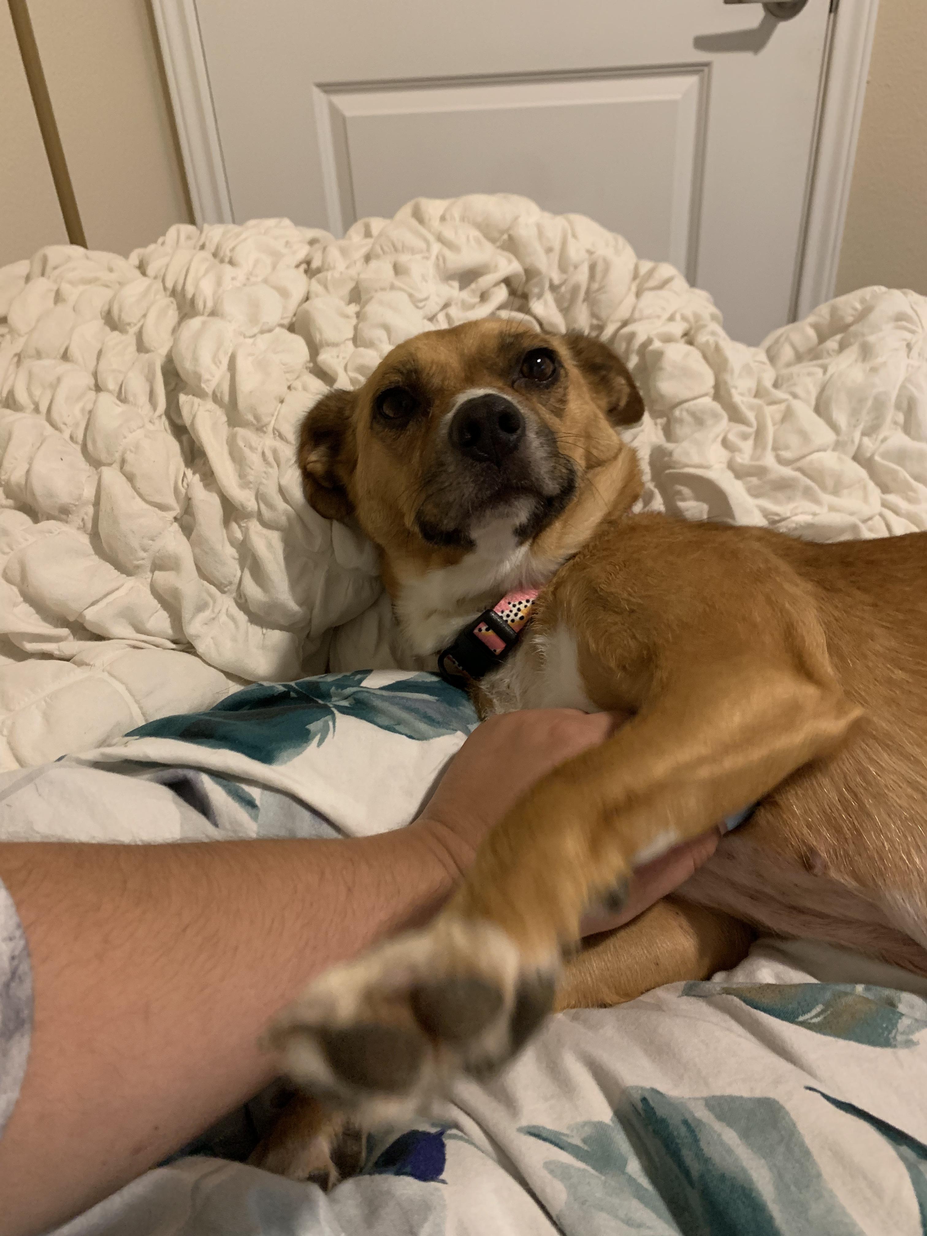 Birdie, Adopted, Adult Female Chihuahua.