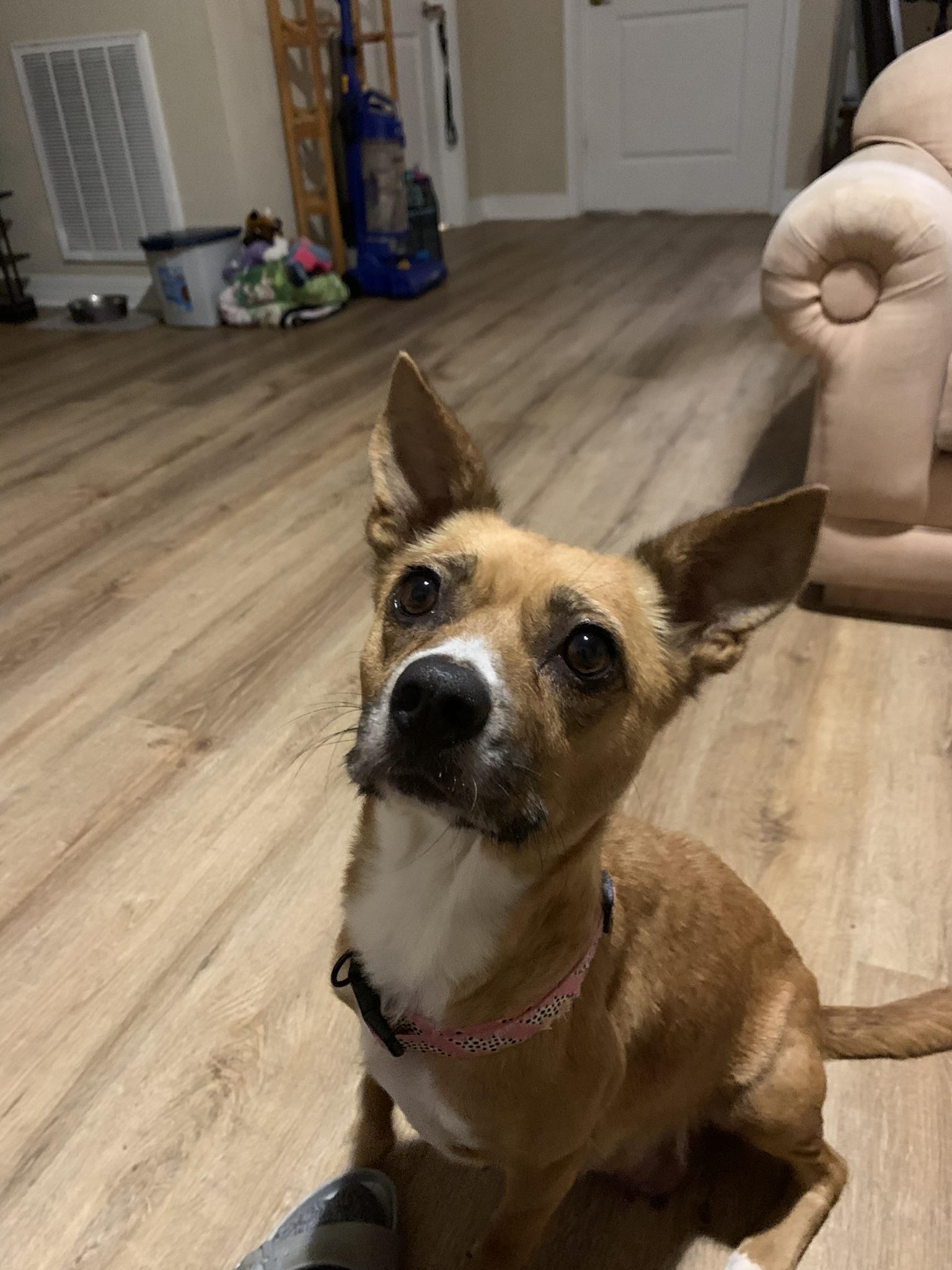 Birdie, a Adopted mixed breed in Houston, TX image 2/6