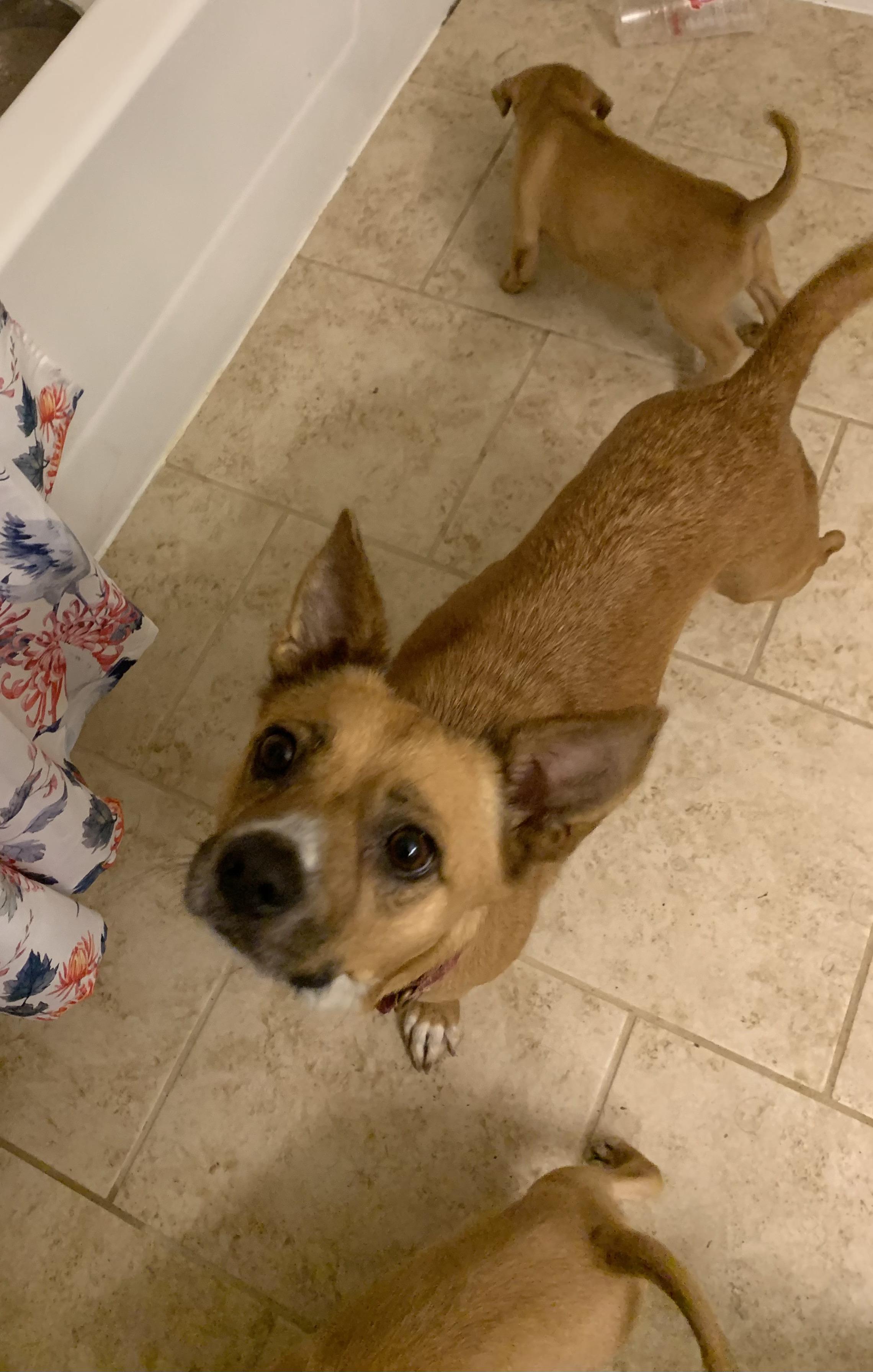 Birdie, a Adopted mixed breed in Houston, TX image 3/6