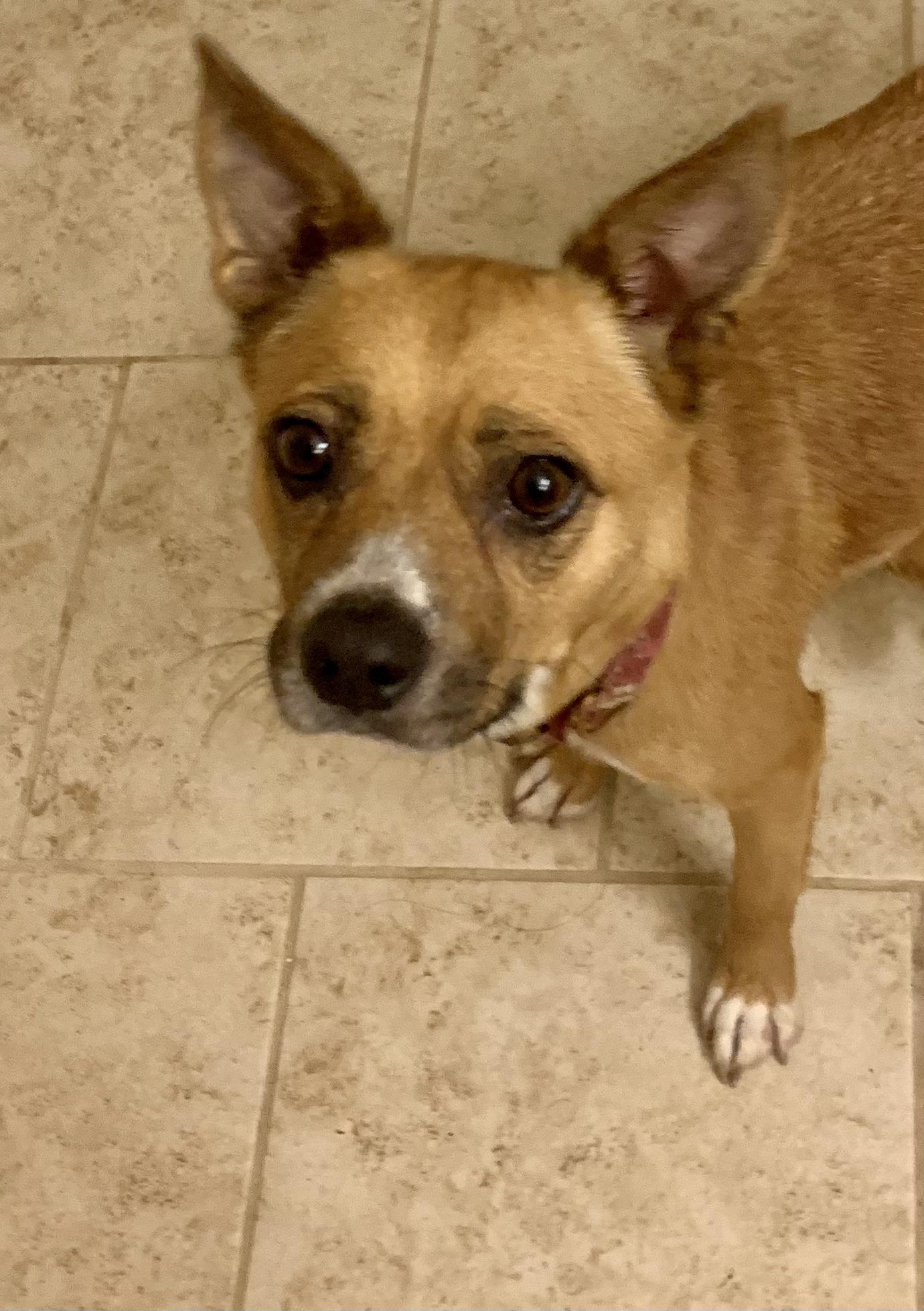 Birdie, a Adopted mixed breed in Houston, TX image 4/6