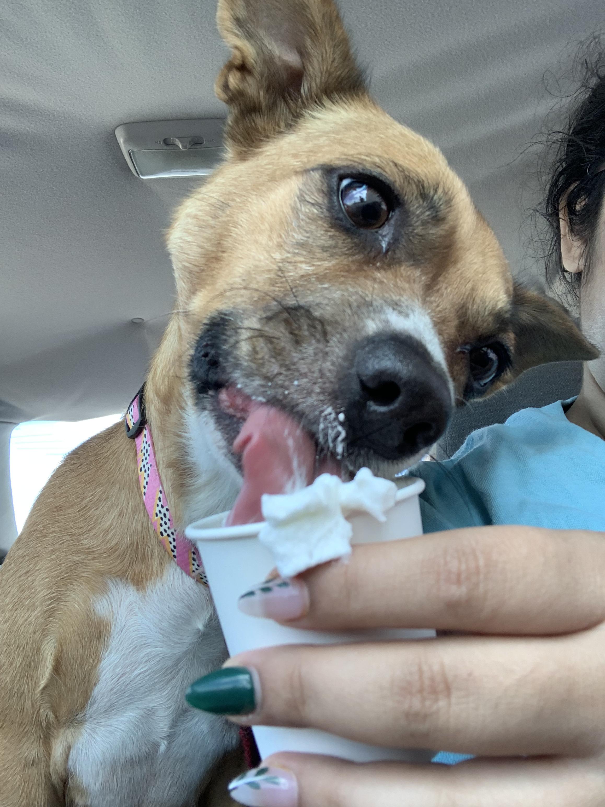 Birdie, a Adopted mixed breed in Houston, TX image 5/6