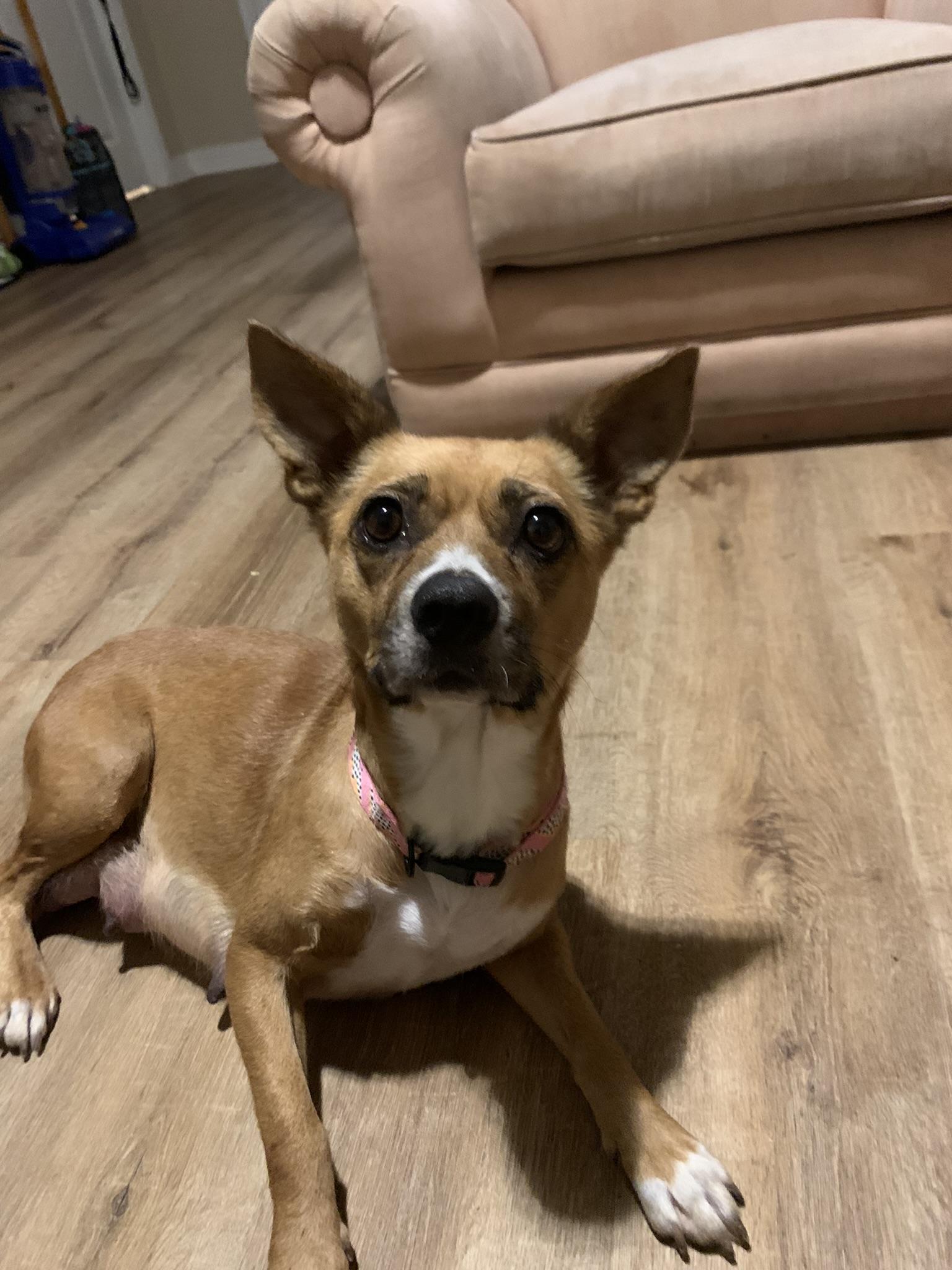 Birdie, a Adopted mixed breed in Houston, TX image 6/6
