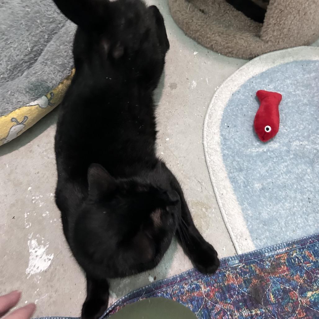 Esmae, Adoptable, Young Female Domestic Short Hair.