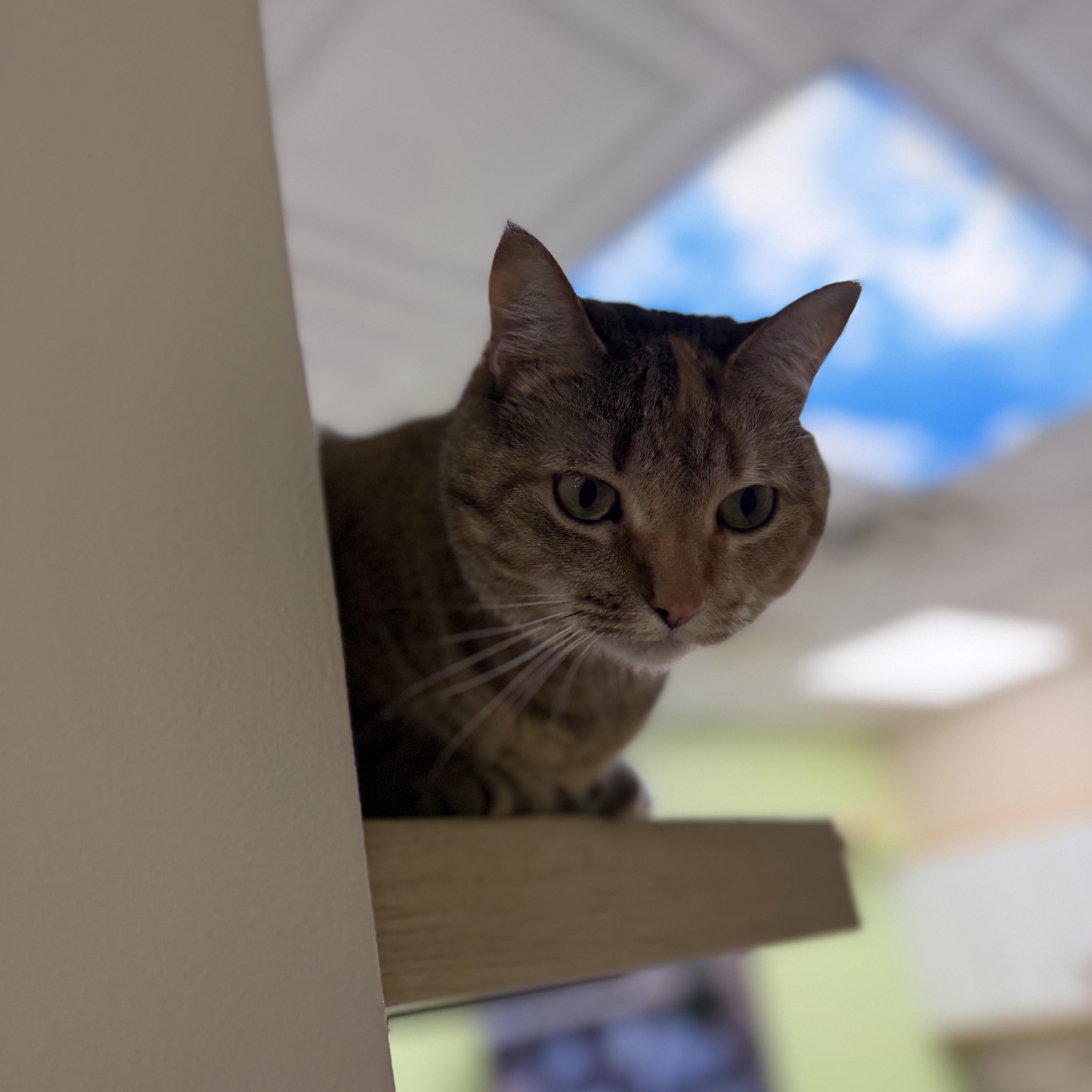 Enlarge Scout Avo 2/22, a Adoptable mixed breed in Farmington Hills, MI image 5/6