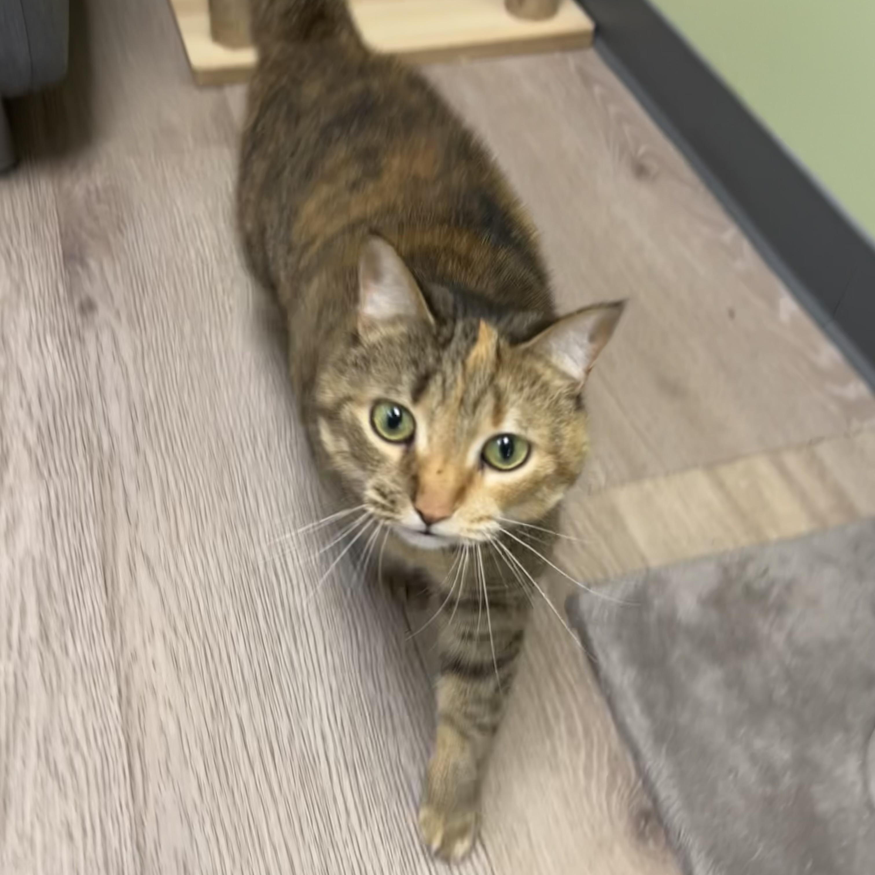 Scout Avo 2/22, a Adoptable mixed breed in Troy, MI image 2/3
