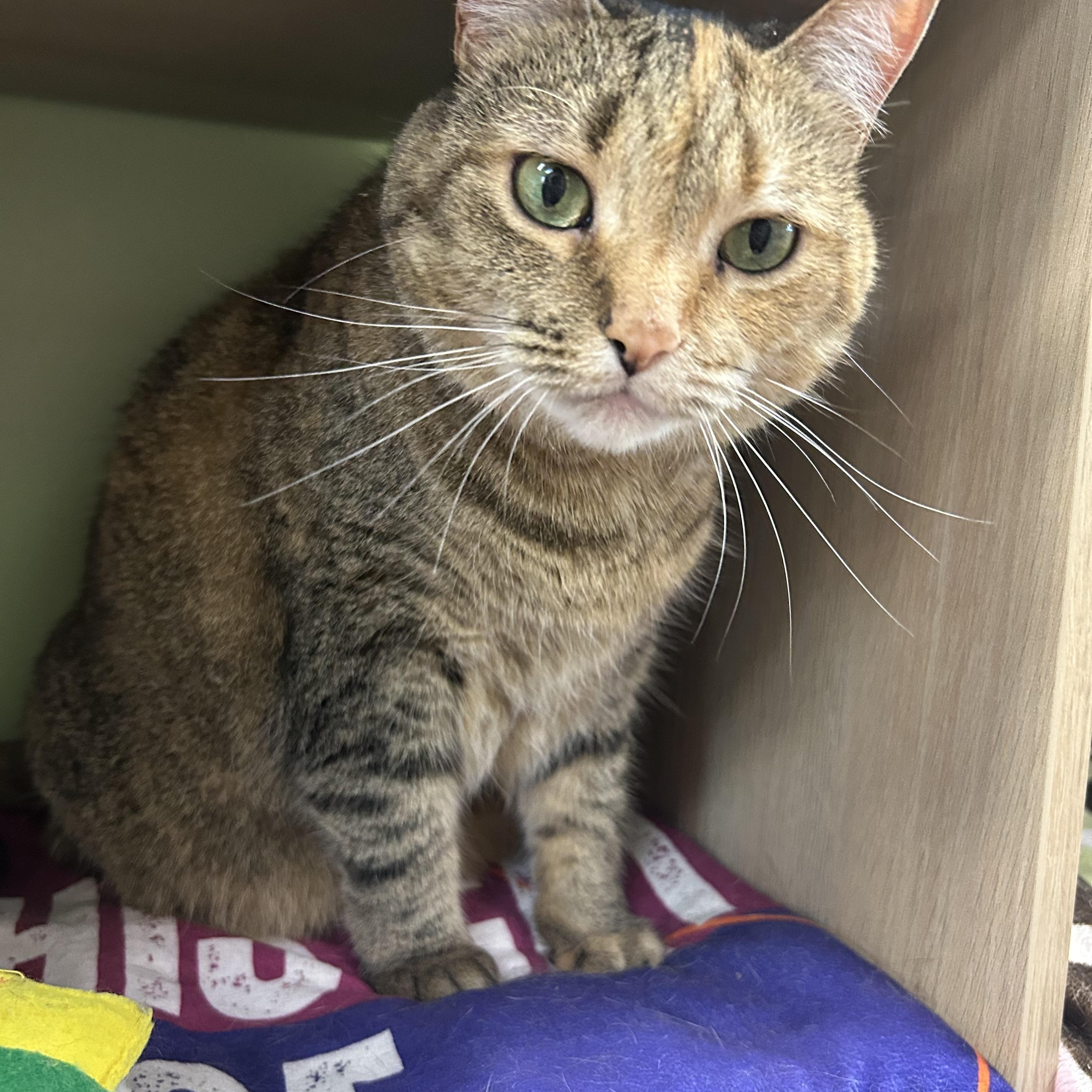 Scout Avo 2/22, a Adoptable mixed breed in Troy, MI image 3/3