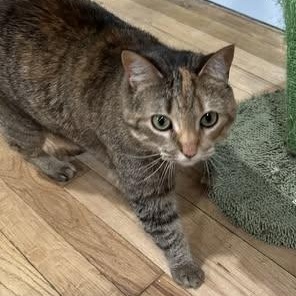 Enlarge Scout Avo 2/22, a Adoptable mixed breed in Troy, MI image 1/4