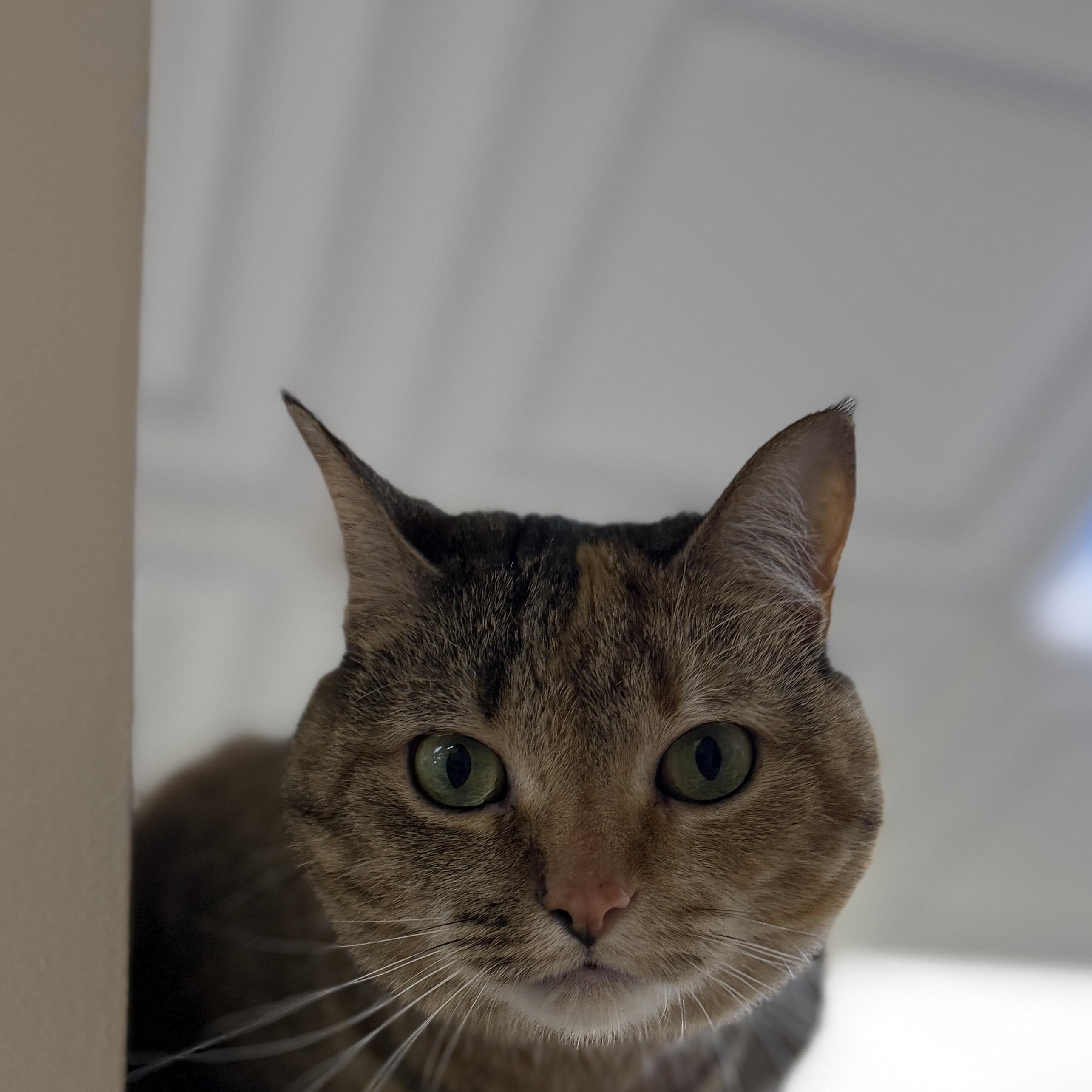 Enlarge Scout Avo 2/22, a Adoptable mixed breed in Farmington Hills, MI image 2/6