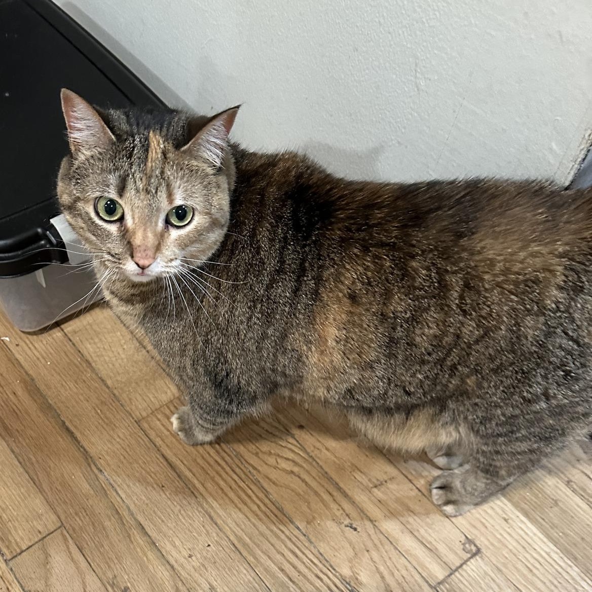Enlarge Scout Avo 2/22, a Adoptable mixed breed in Troy, MI image 2/4