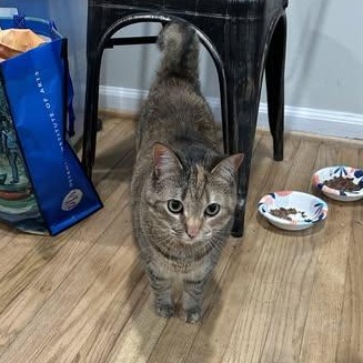 Enlarge Scout Avo 2/22, a Adoptable mixed breed in Troy, MI image 3/4