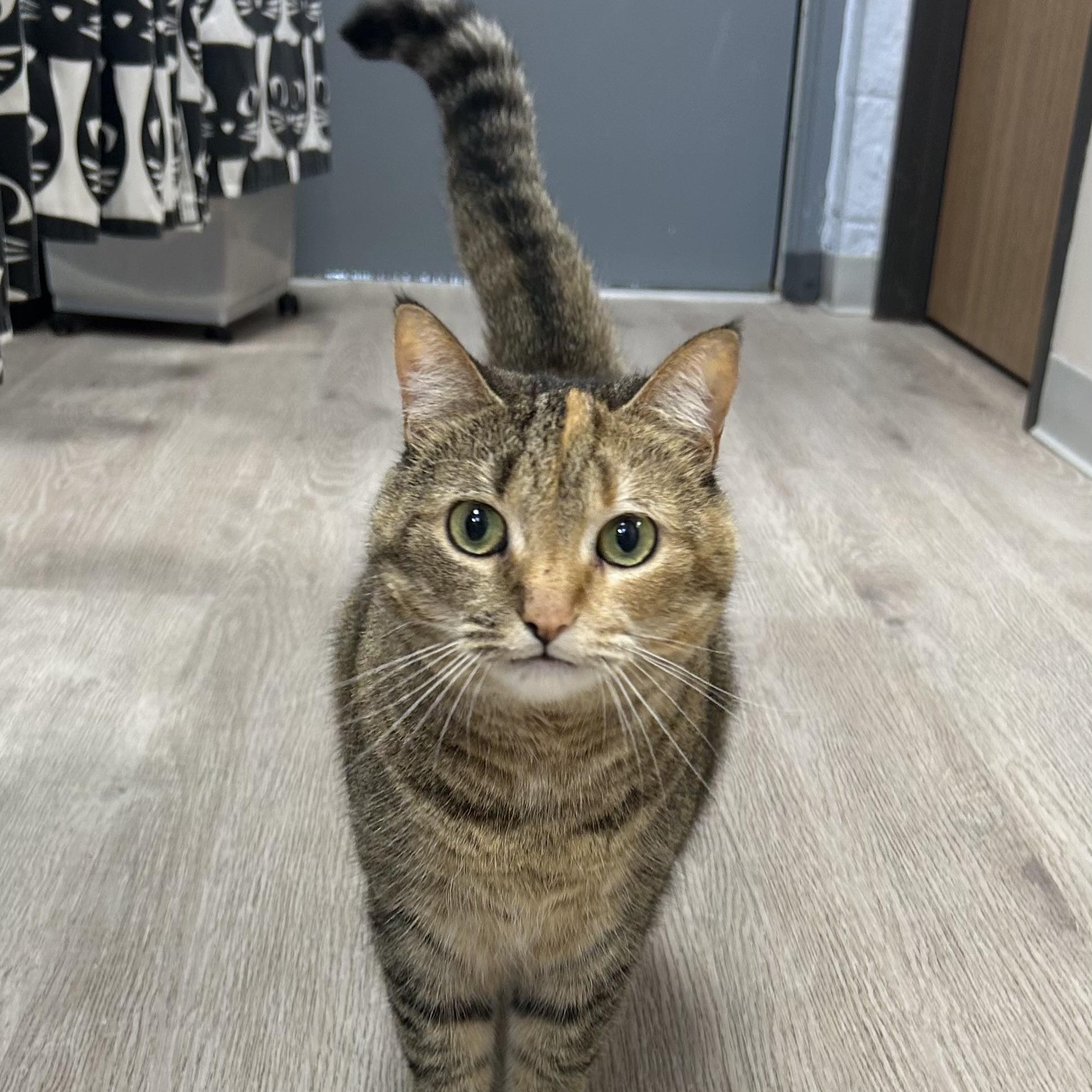 Scout Avo 2/22, Adoptable, Adult Female Tabby & Domestic Short Hair.