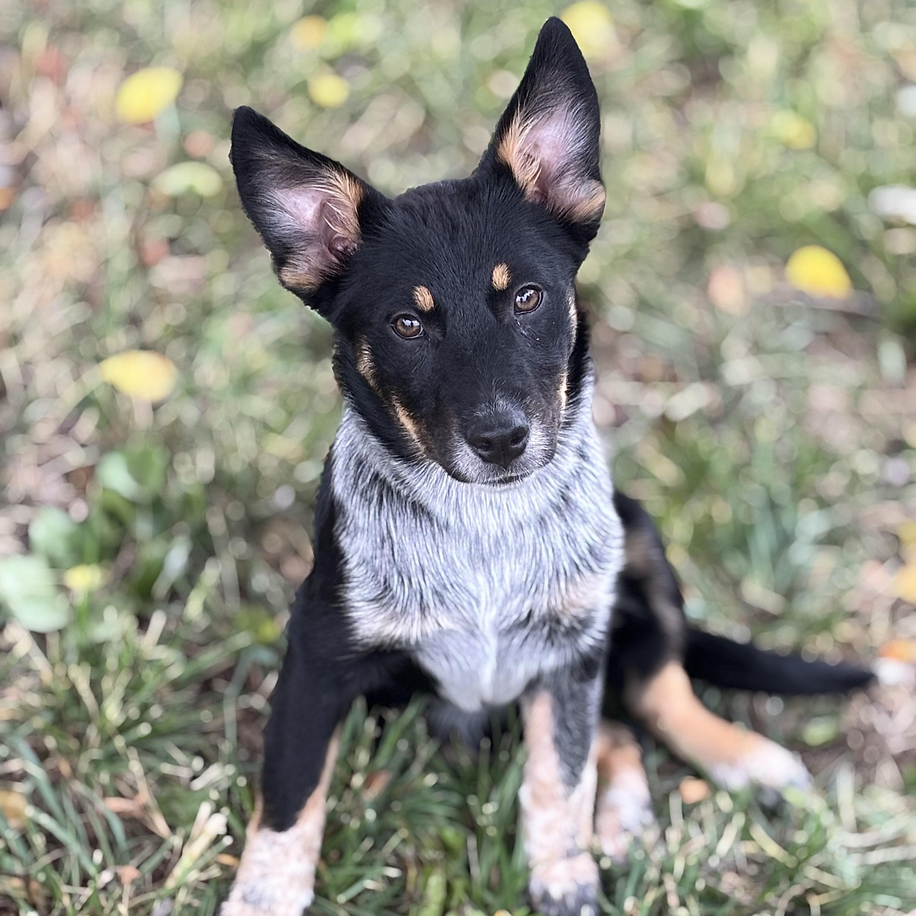 Enlarge Dakota, an adopted mixed breed in Richmond, VA image 2/2