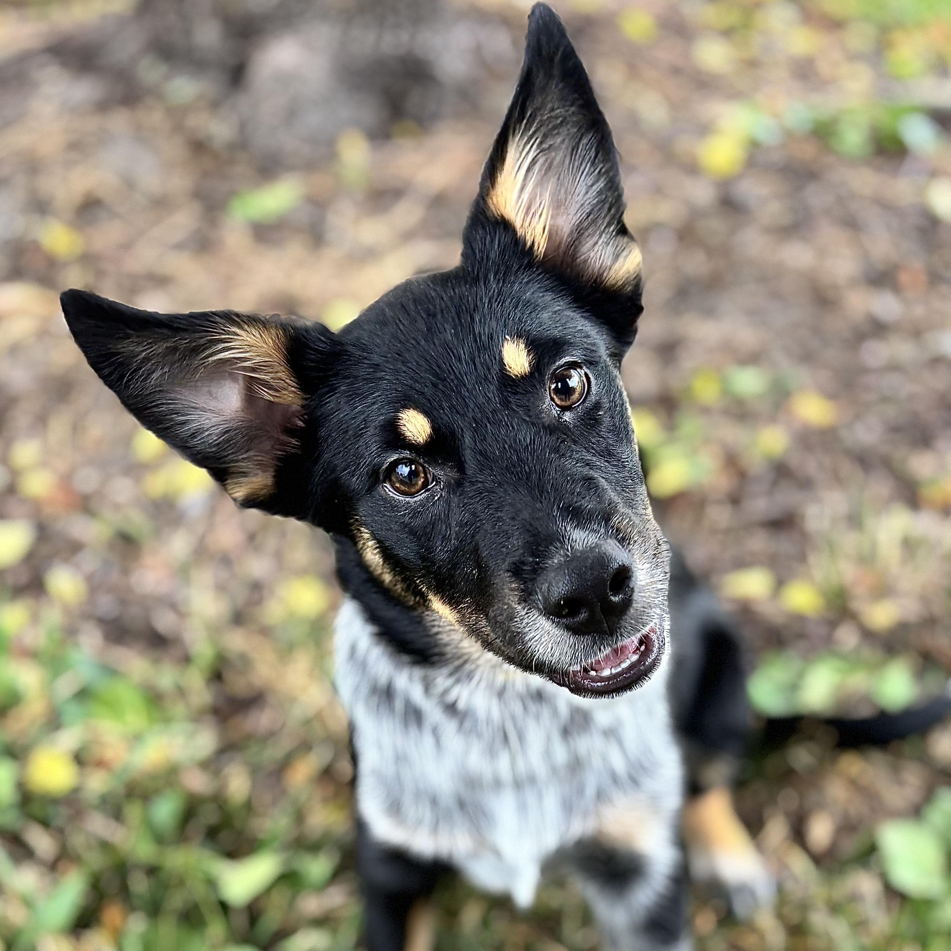 Dakota, adopted, Puppy Female Australian Cattle Dog / Blue Heeler.