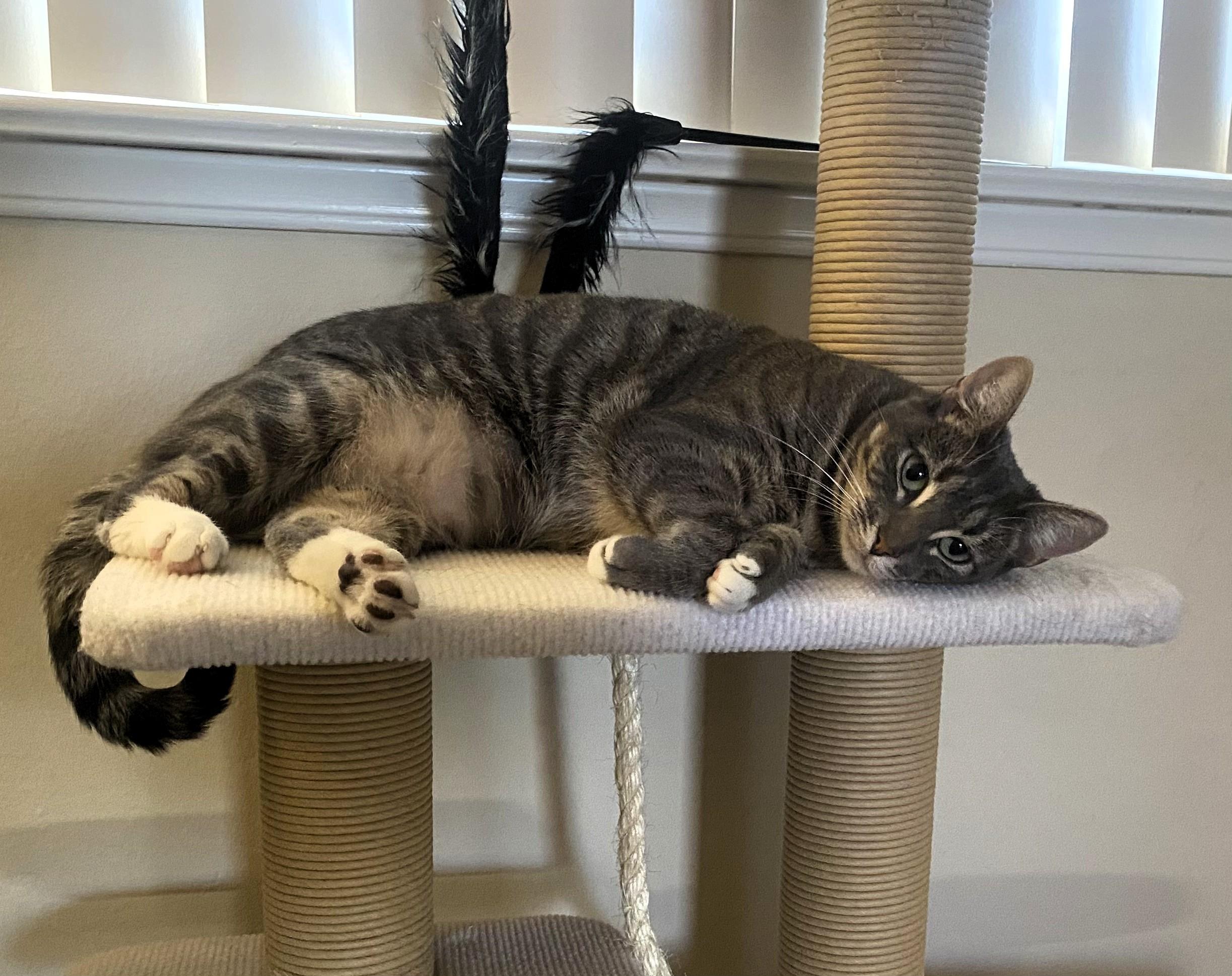 Zoey, Adoptable, Young Female American Shorthair & Domestic Short Hair.