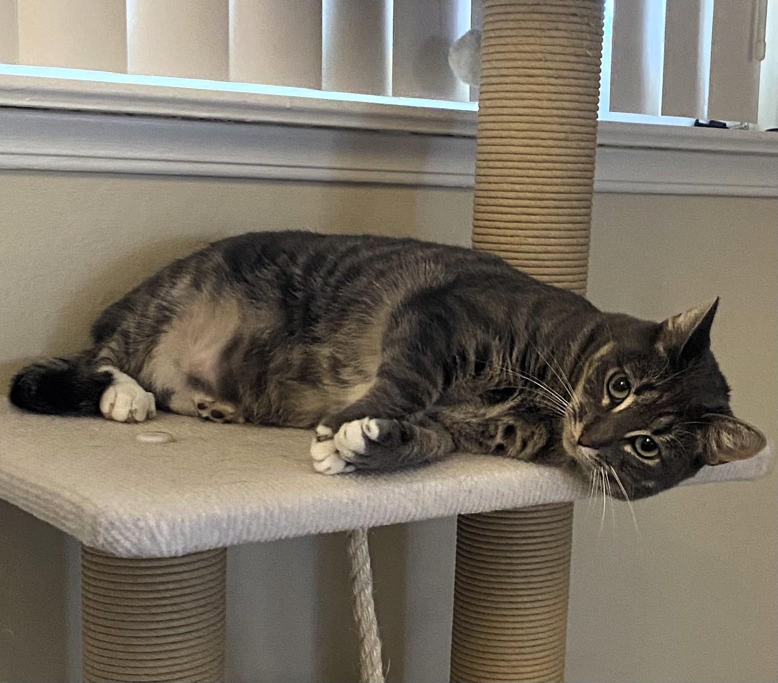 Zoey, a Adoptable mixed breed in Mt View, CA image 3/6