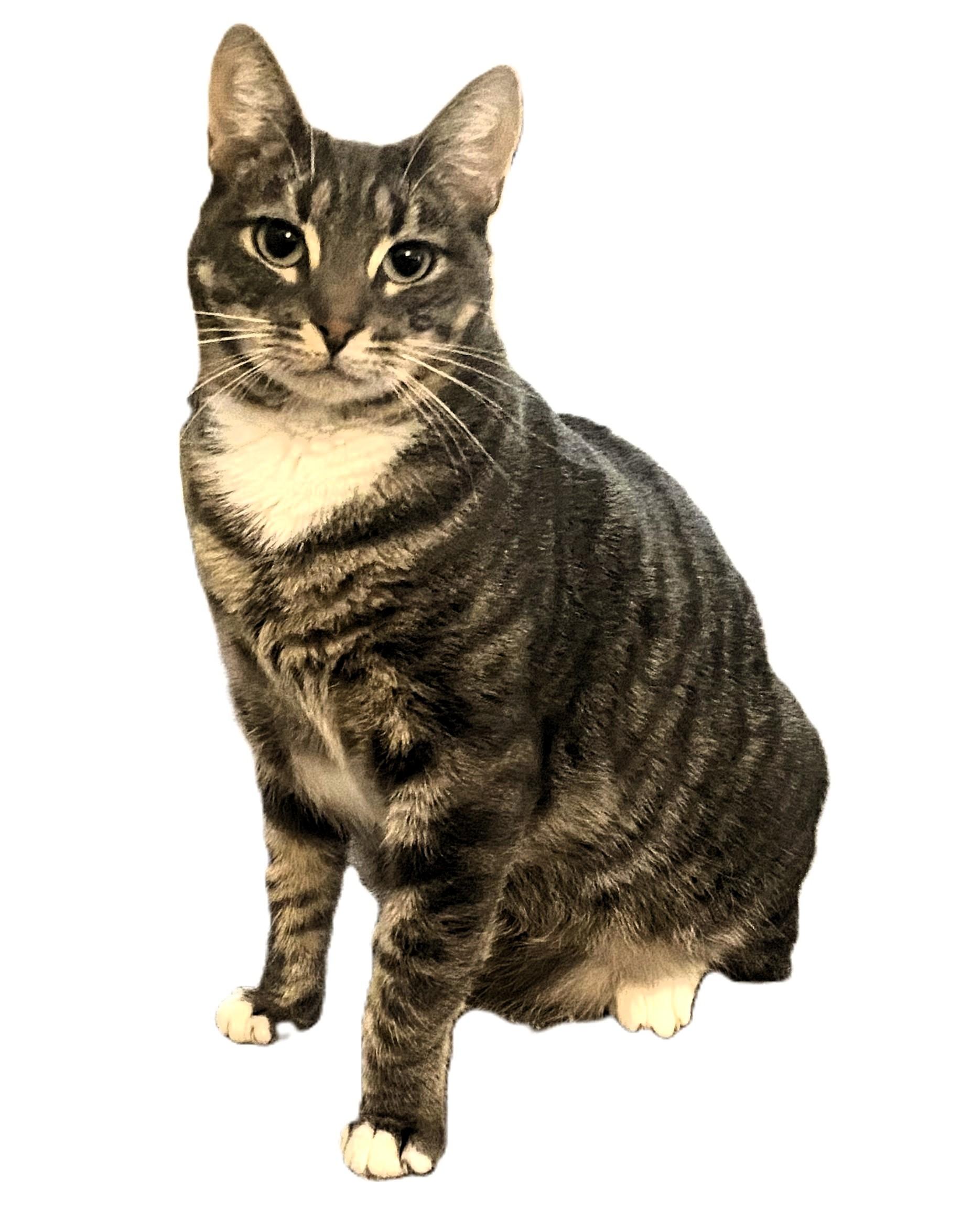 Zoey, a Adoptable mixed breed in Mt View, CA image 5/6