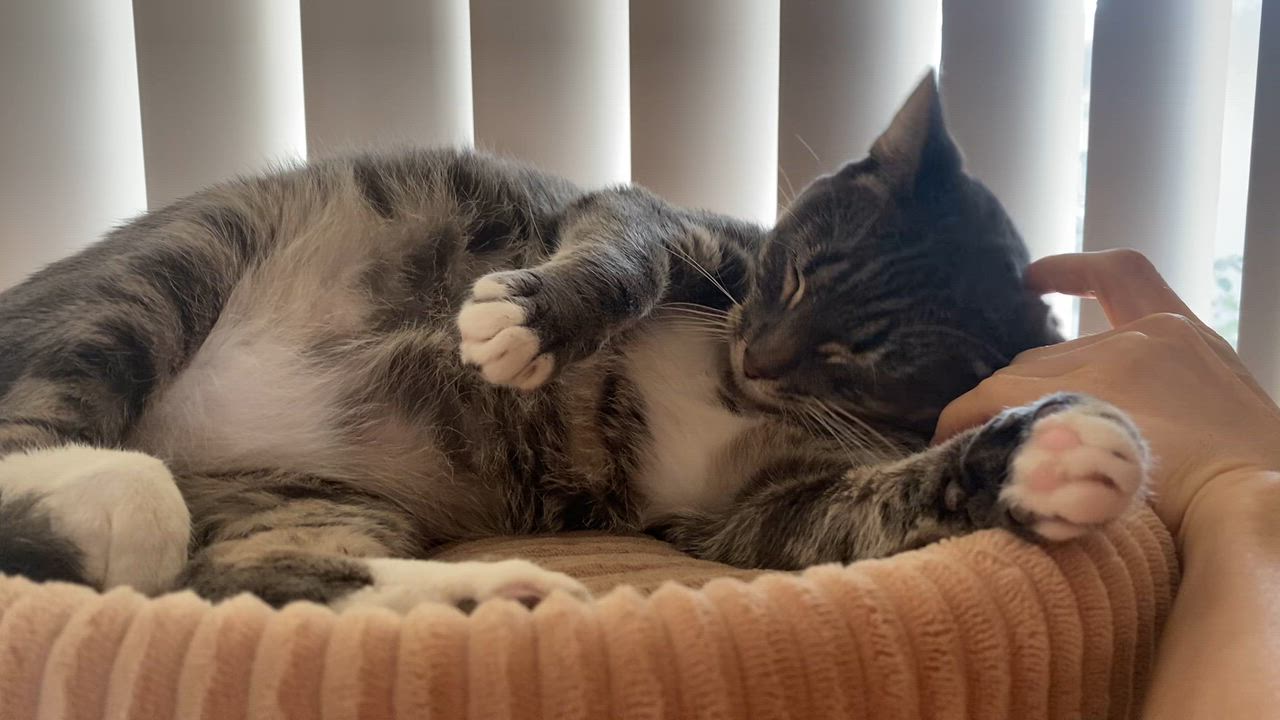 Enlarge Zoey, a Adoptable mixed breed in Mt View, CA video 6/6