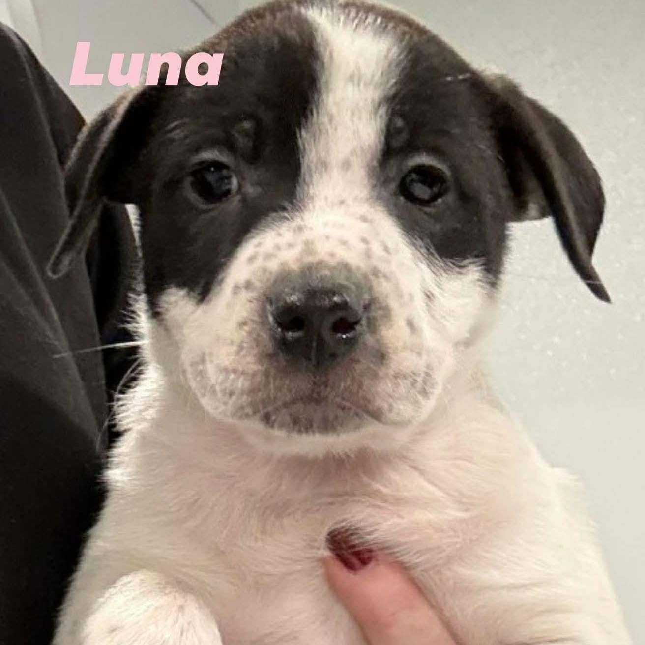 Enlarge Luna, an adopted mixed breed in Williston, VT image 1/1