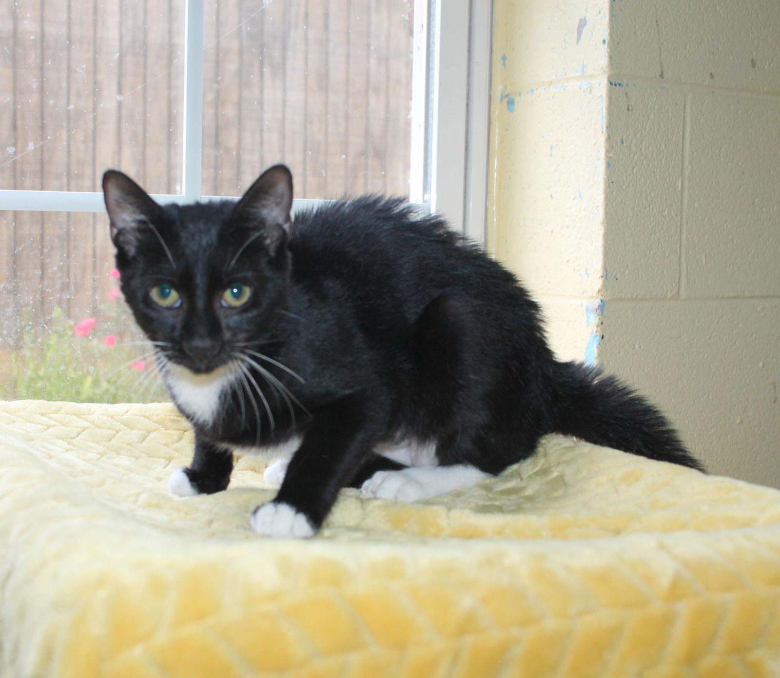 Enlarge Sushi - 42046 by, a Adopted mixed breed in Prattville, AL image 1/2