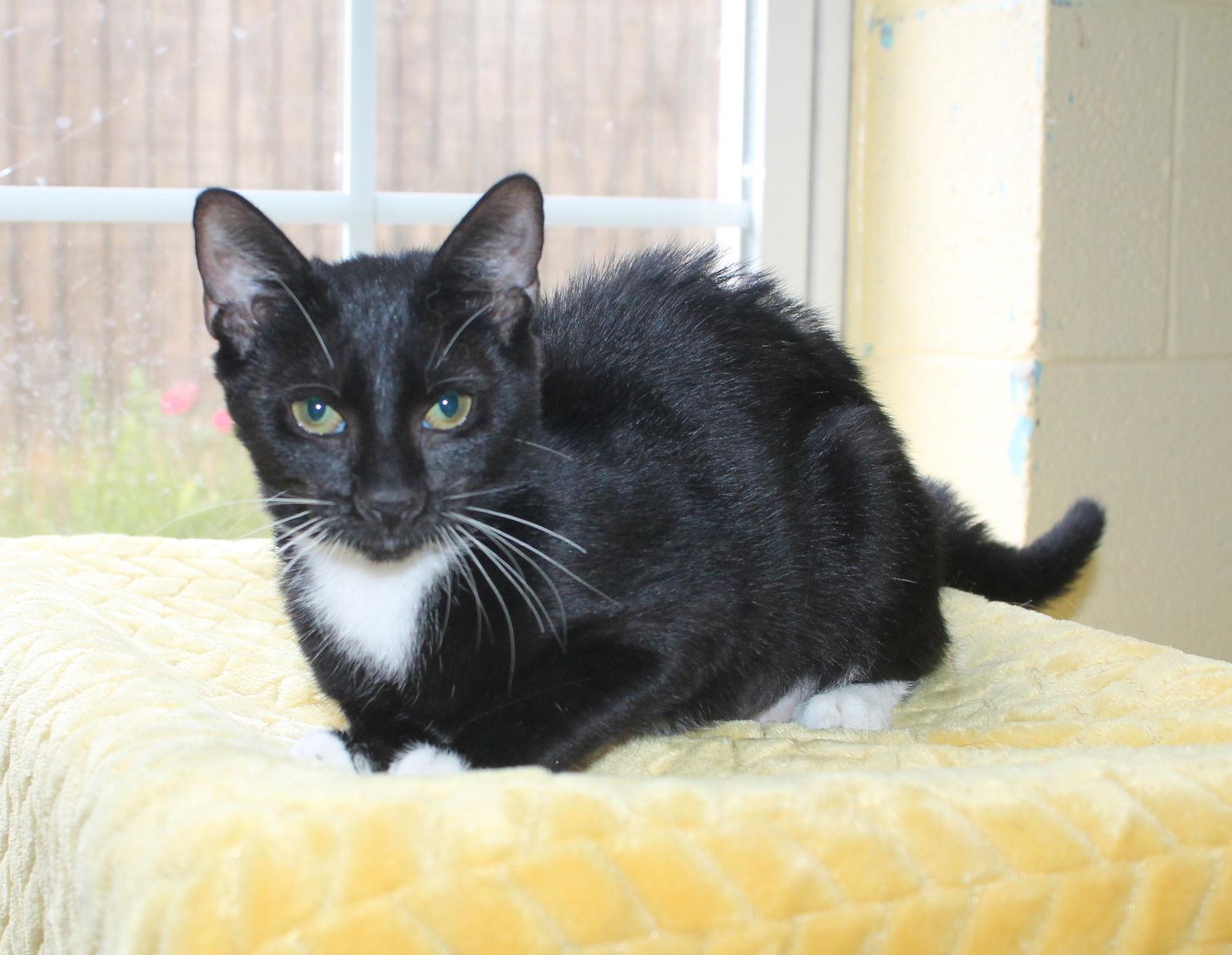 Enlarge Sushi - 42046 by, a Adopted mixed breed in Prattville, AL image 2/2