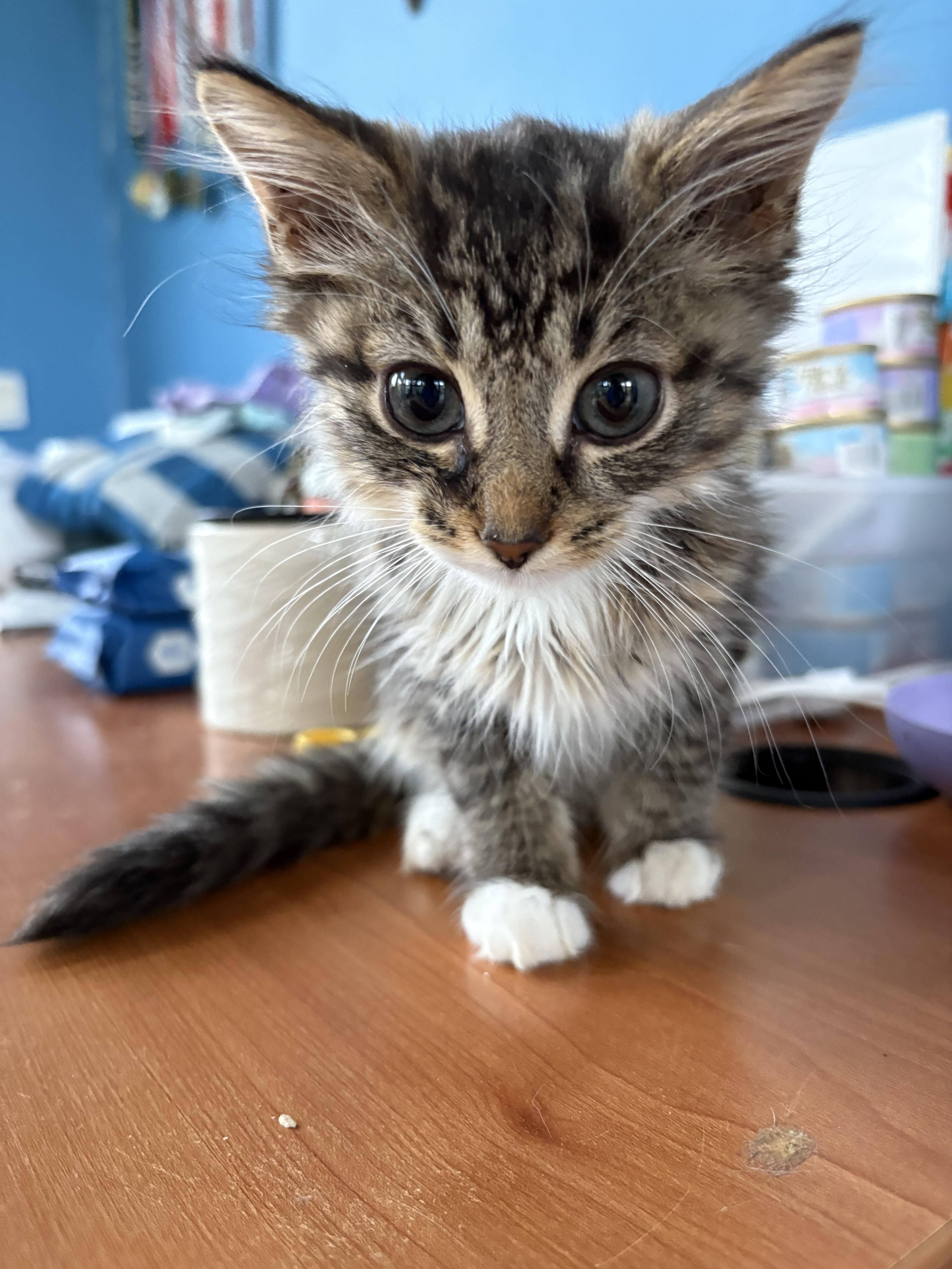 Enlarge Trouble, a Adopted Domestic Long Hair in Flushing, MI image 1/1