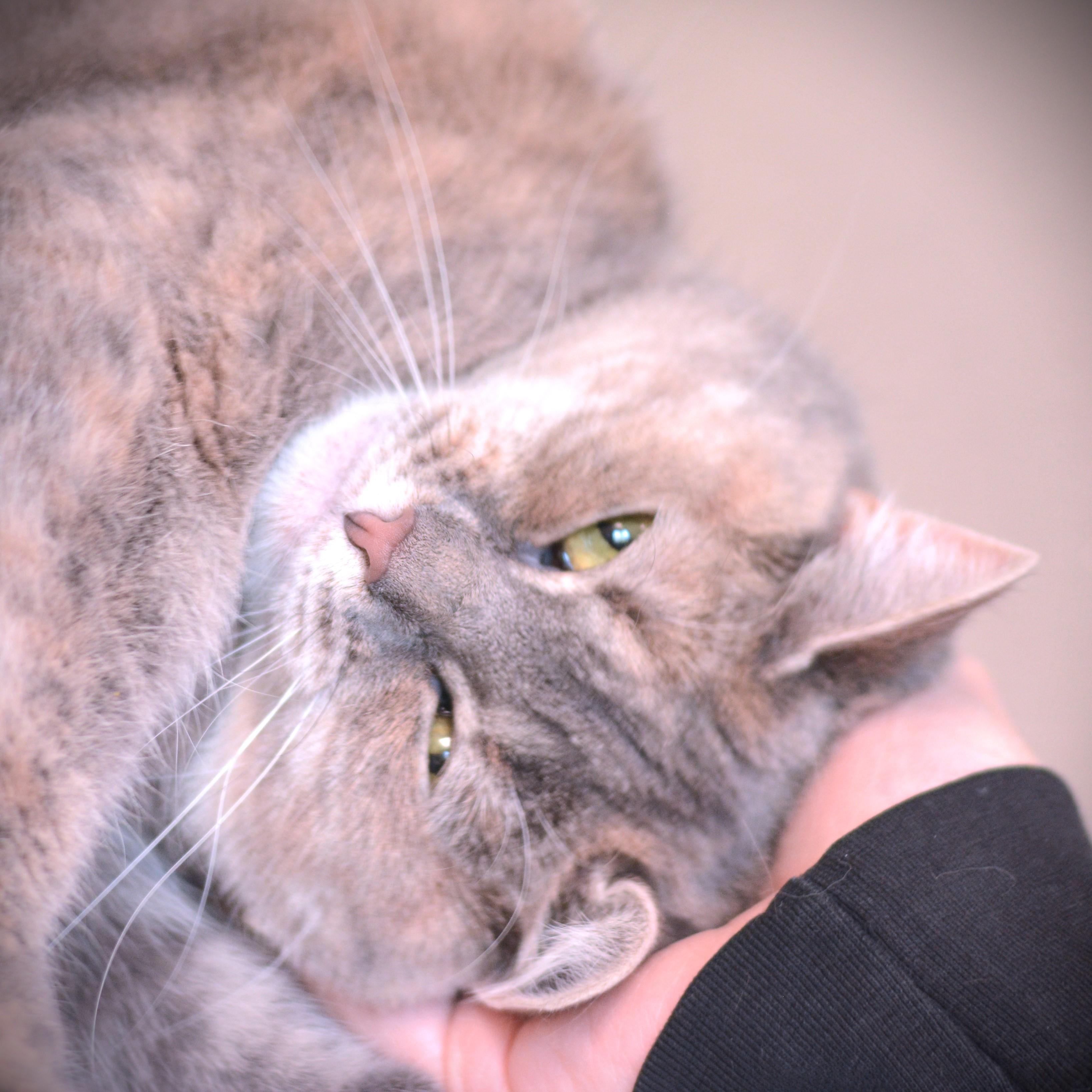 Enlarge Ozzy, an adoptable Domestic Short Hair in Amsterdam, NY image 3/5