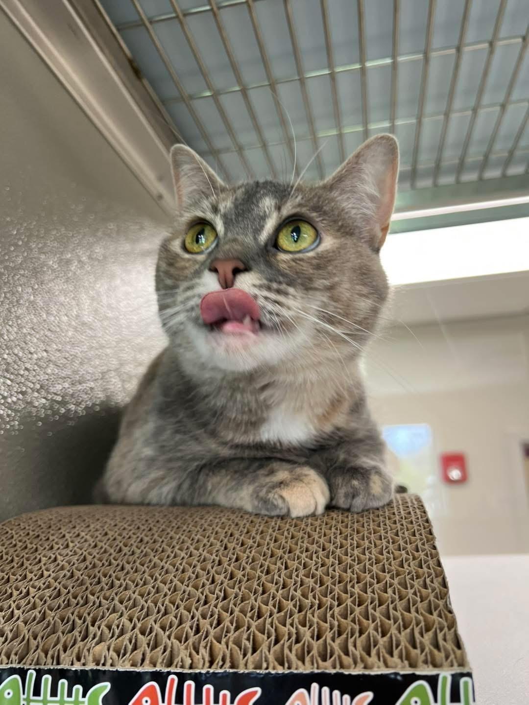 Enlarge Ozzy, an adopted Domestic Short Hair in Amsterdam, NY image 2/6