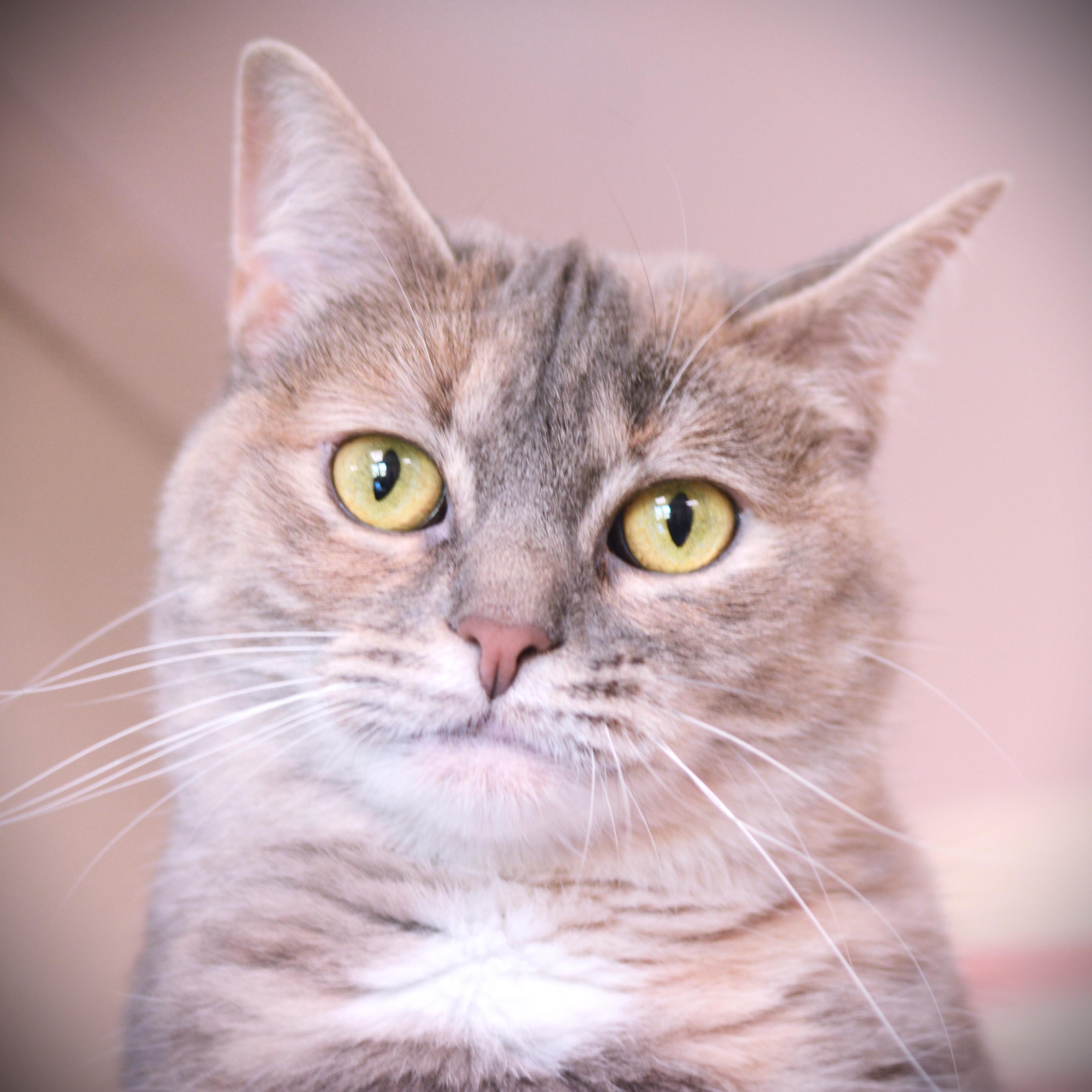 Enlarge Ozzy, an adoptable Domestic Short Hair in Amsterdam, NY image 5/5