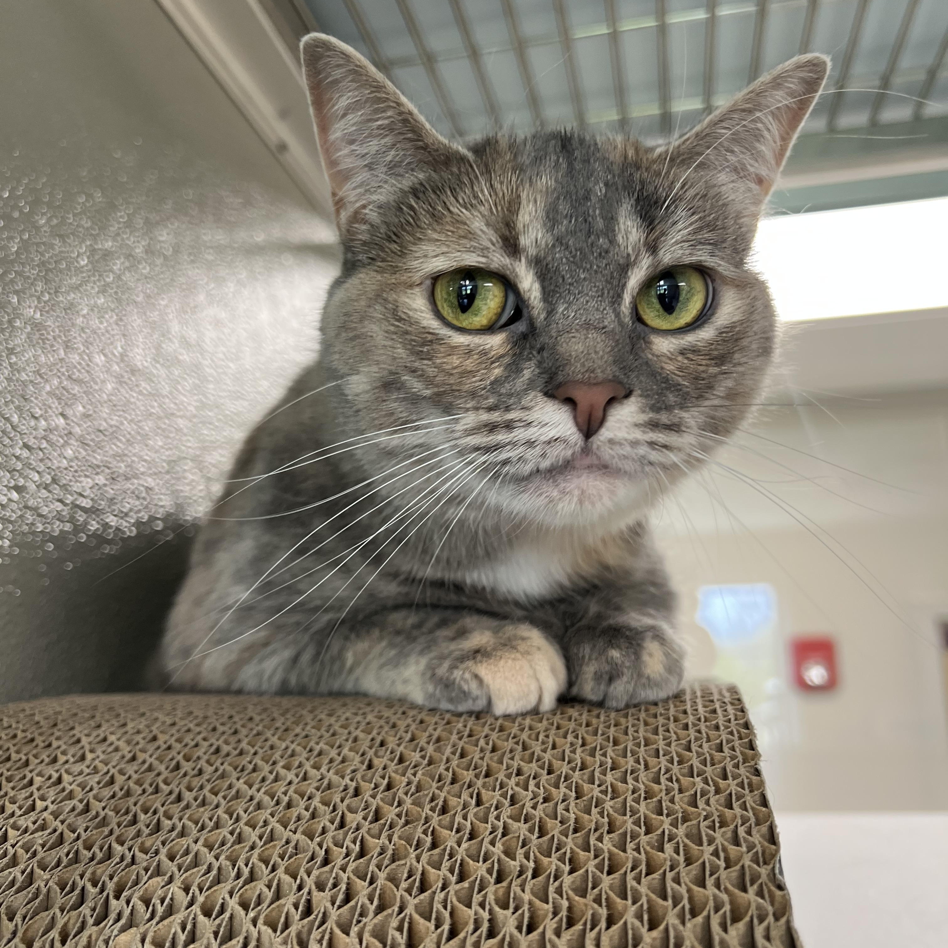 Enlarge Ozzy, an adoptable Domestic Short Hair in Amsterdam, NY image 1/5