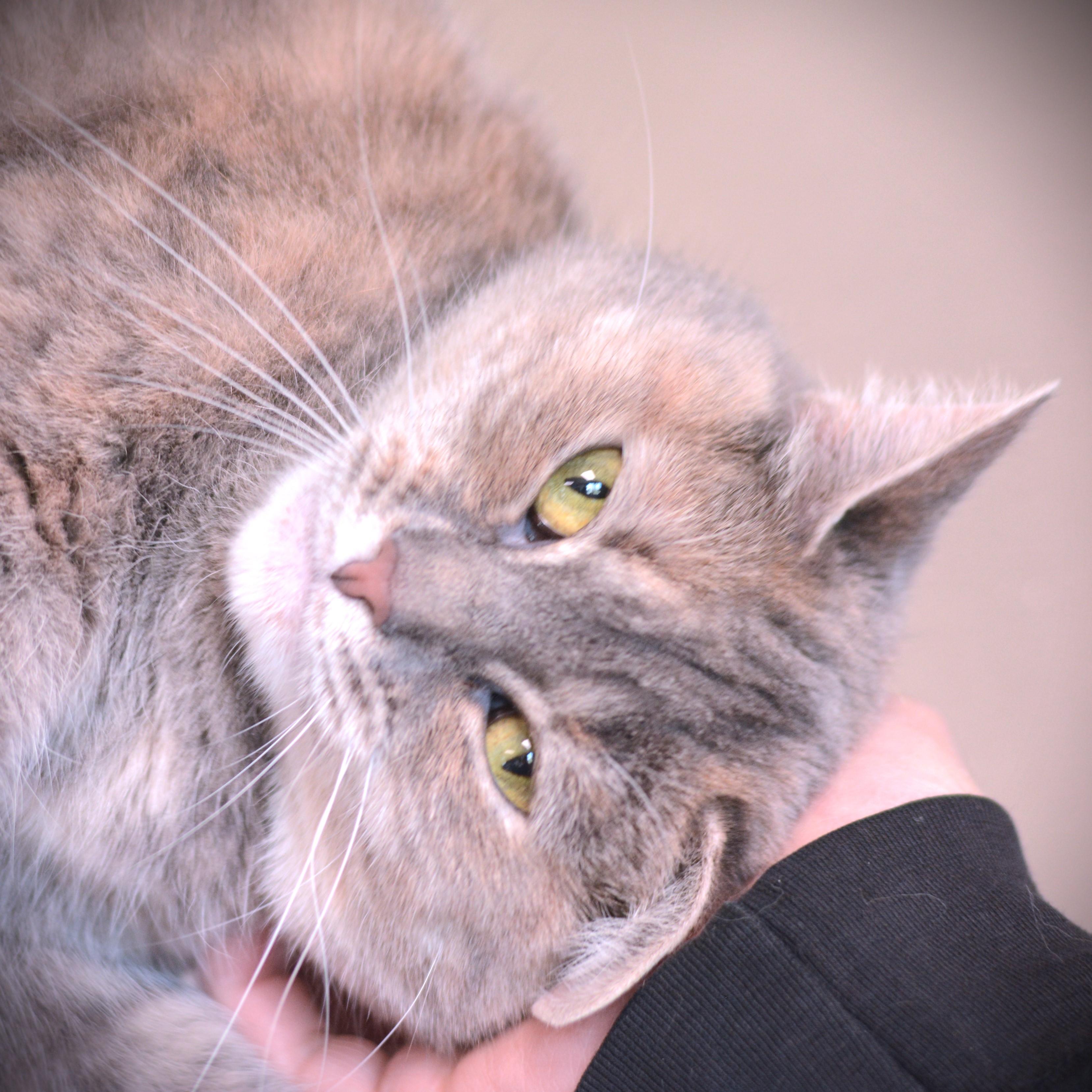 Enlarge Ozzy, an adoptable Domestic Short Hair in Amsterdam, NY image 2/5