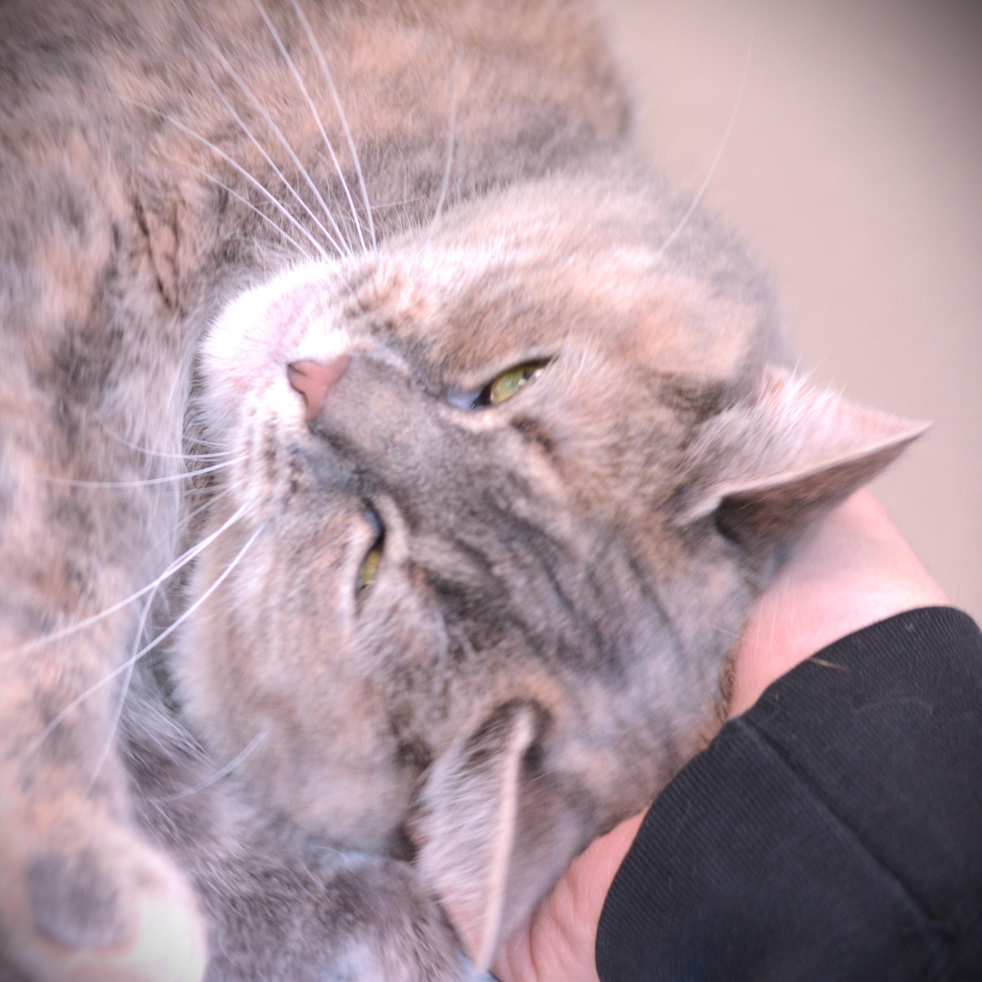 Enlarge Ozzy, an adoptable Domestic Short Hair in Amsterdam, NY image 4/5