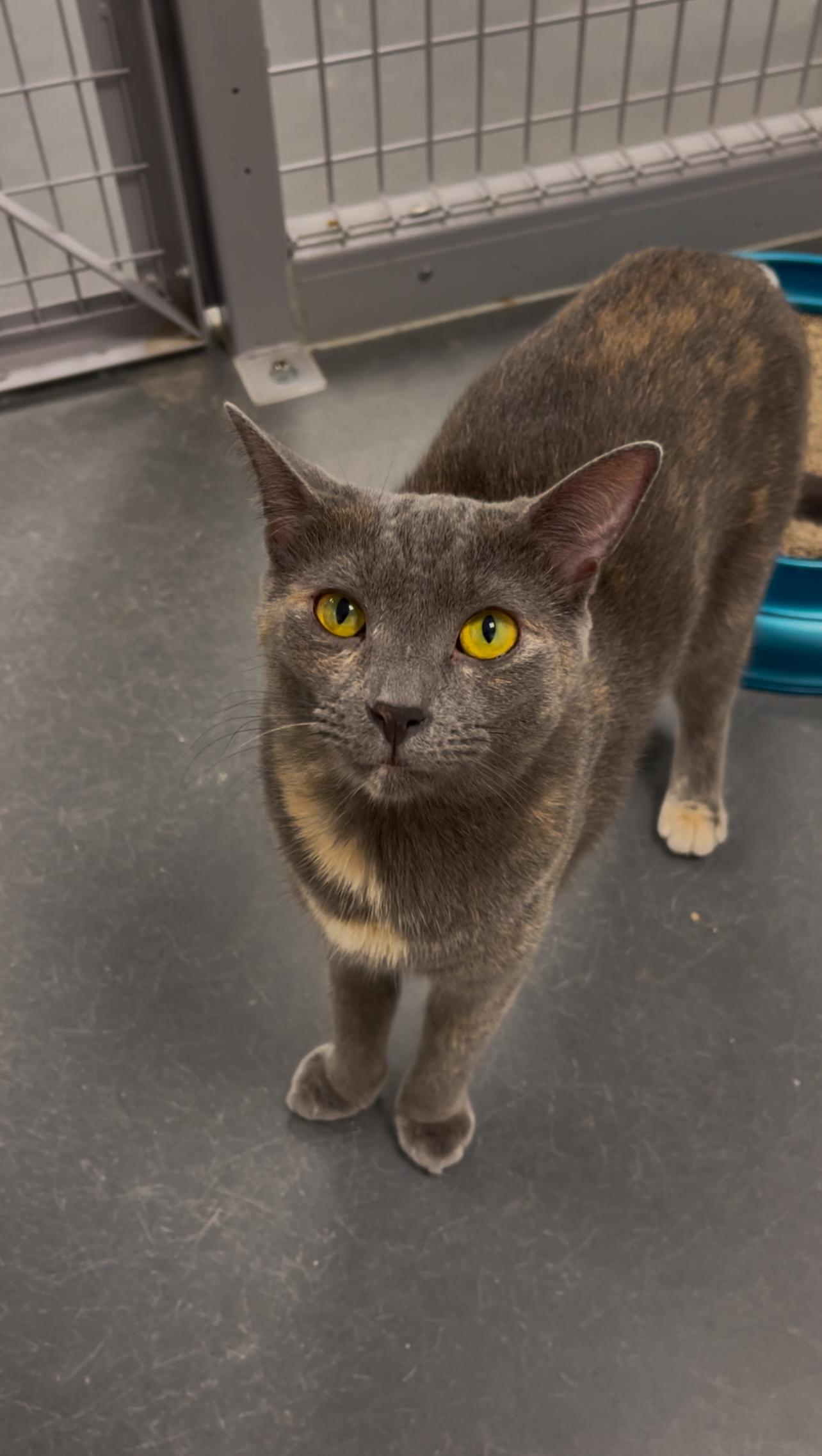 Ella, Young Female Domestic Short Hair
