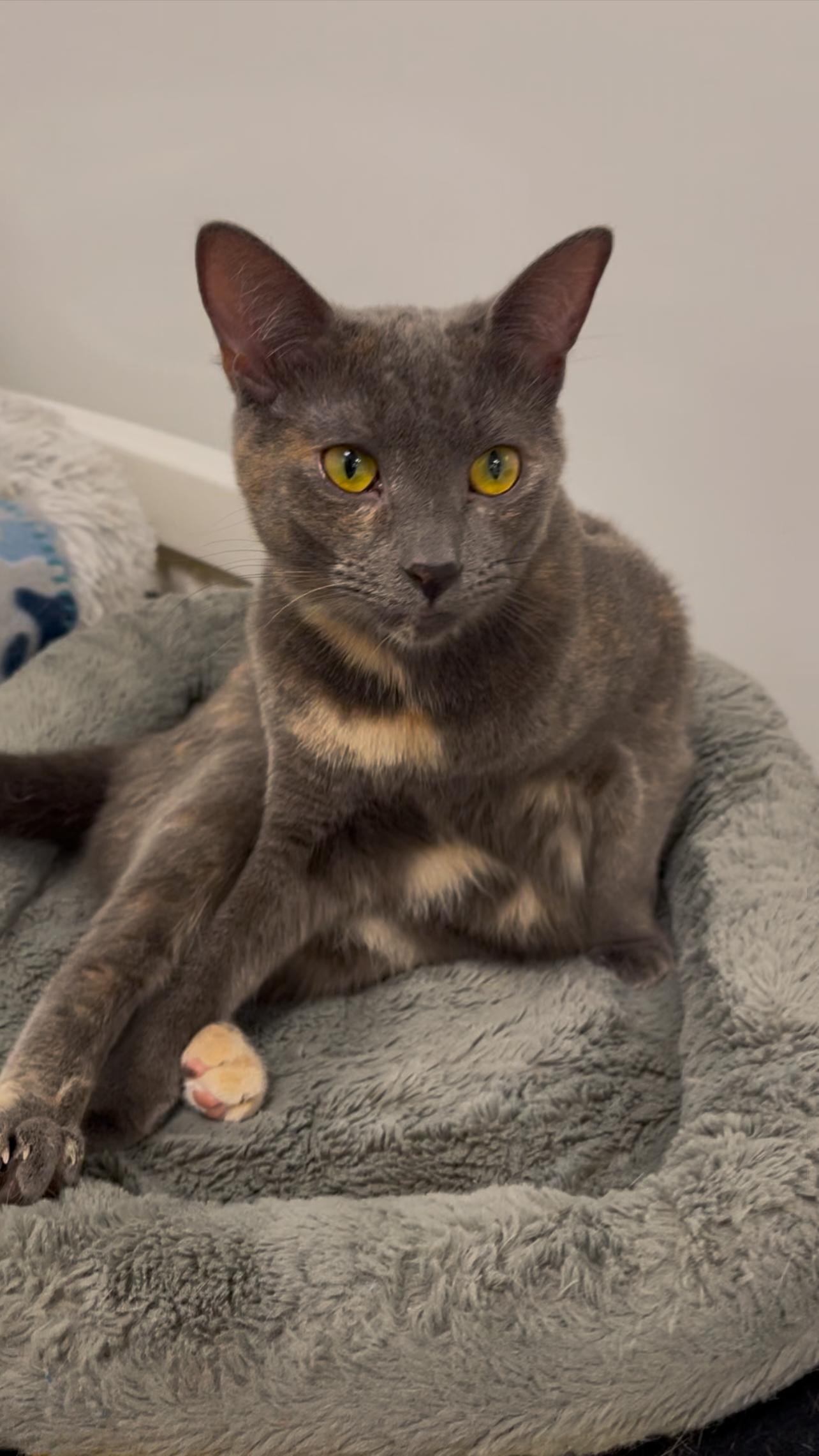 Enlarge Ella, a Adoptable Domestic Short Hair in Williamsport, PA image 2/3