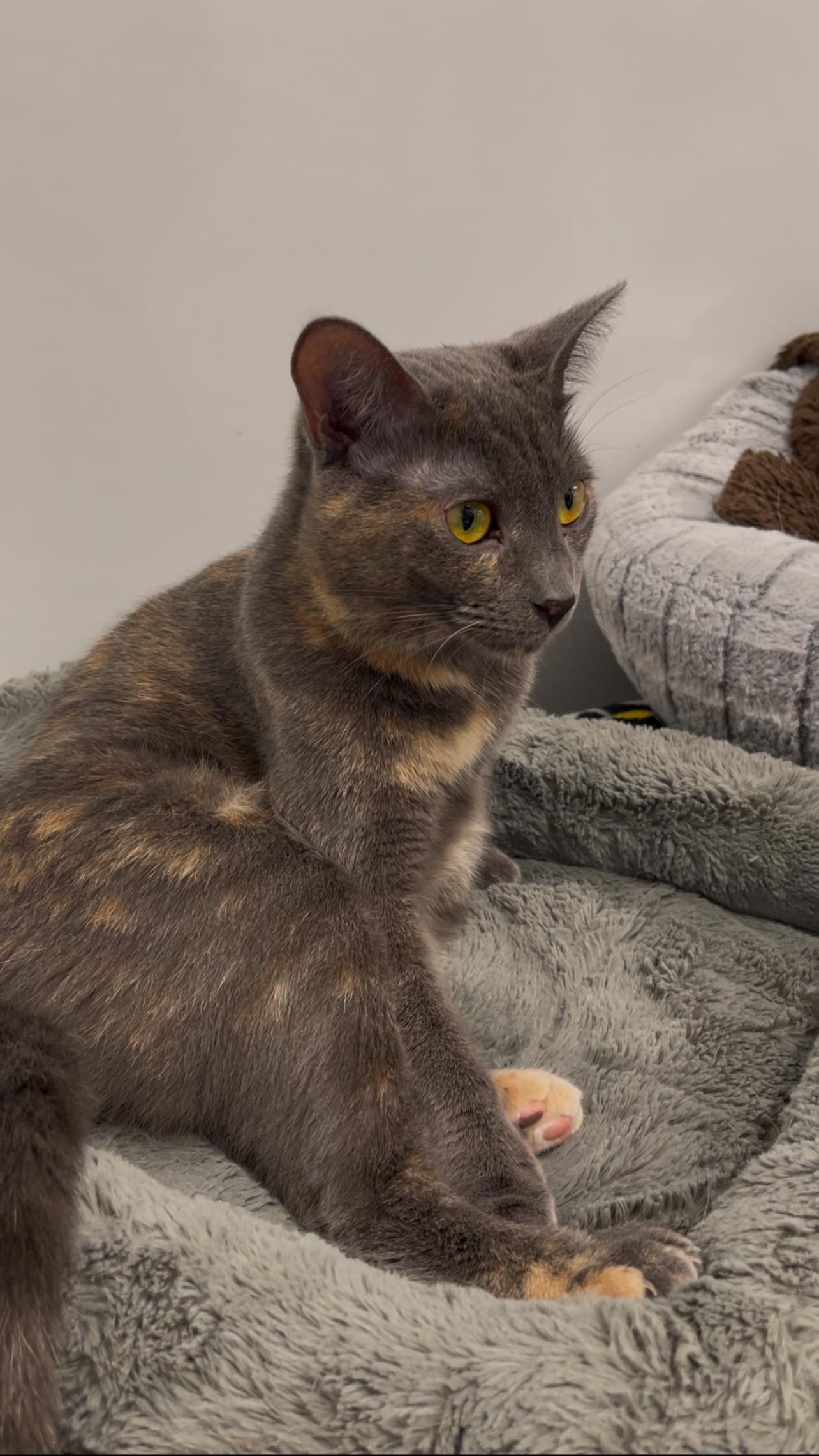 Enlarge Ella, a Adoptable Domestic Short Hair in Williamsport, PA image 3/3