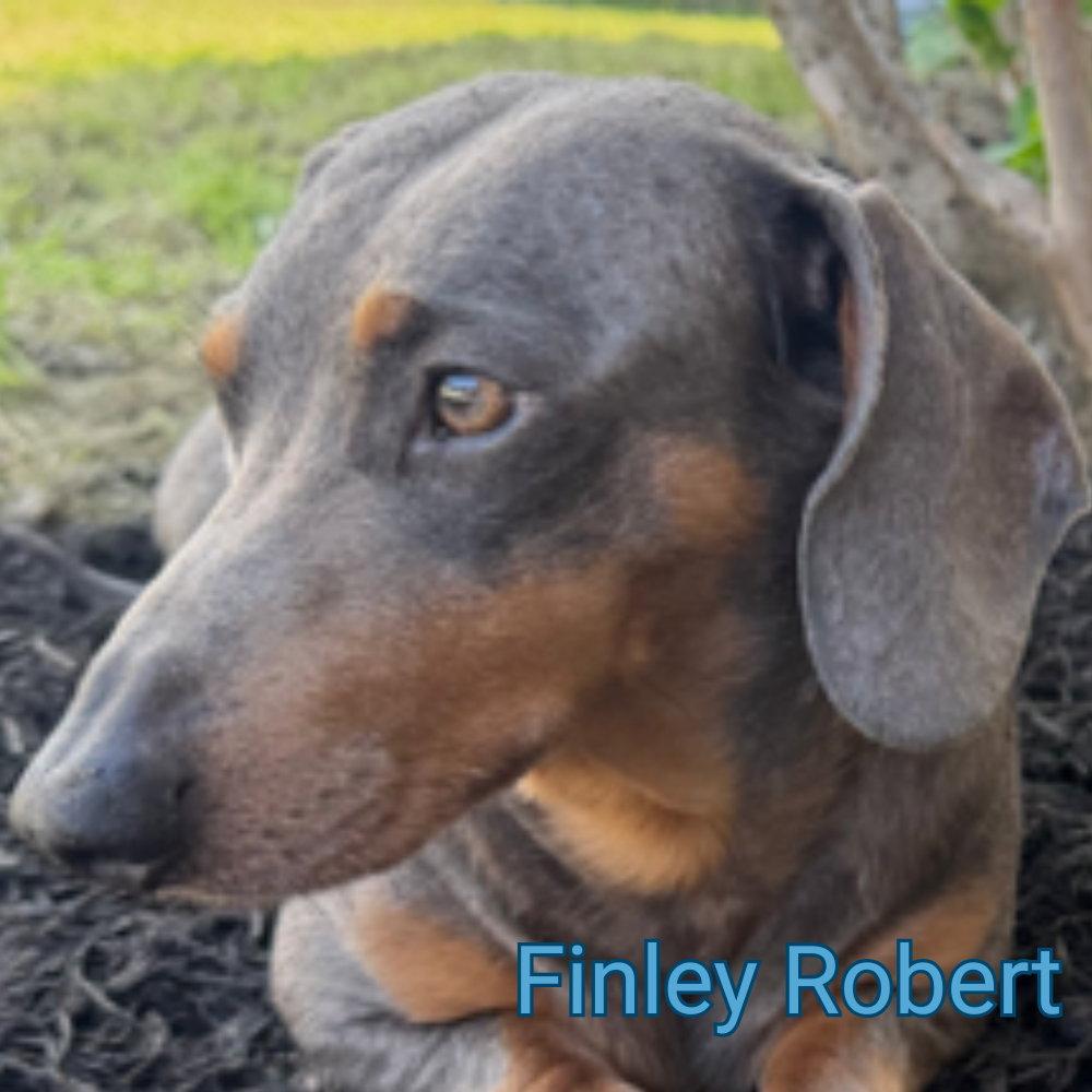 Finley Robert+, a Adoptable Dachshund in San Antonio, TX image 2/3