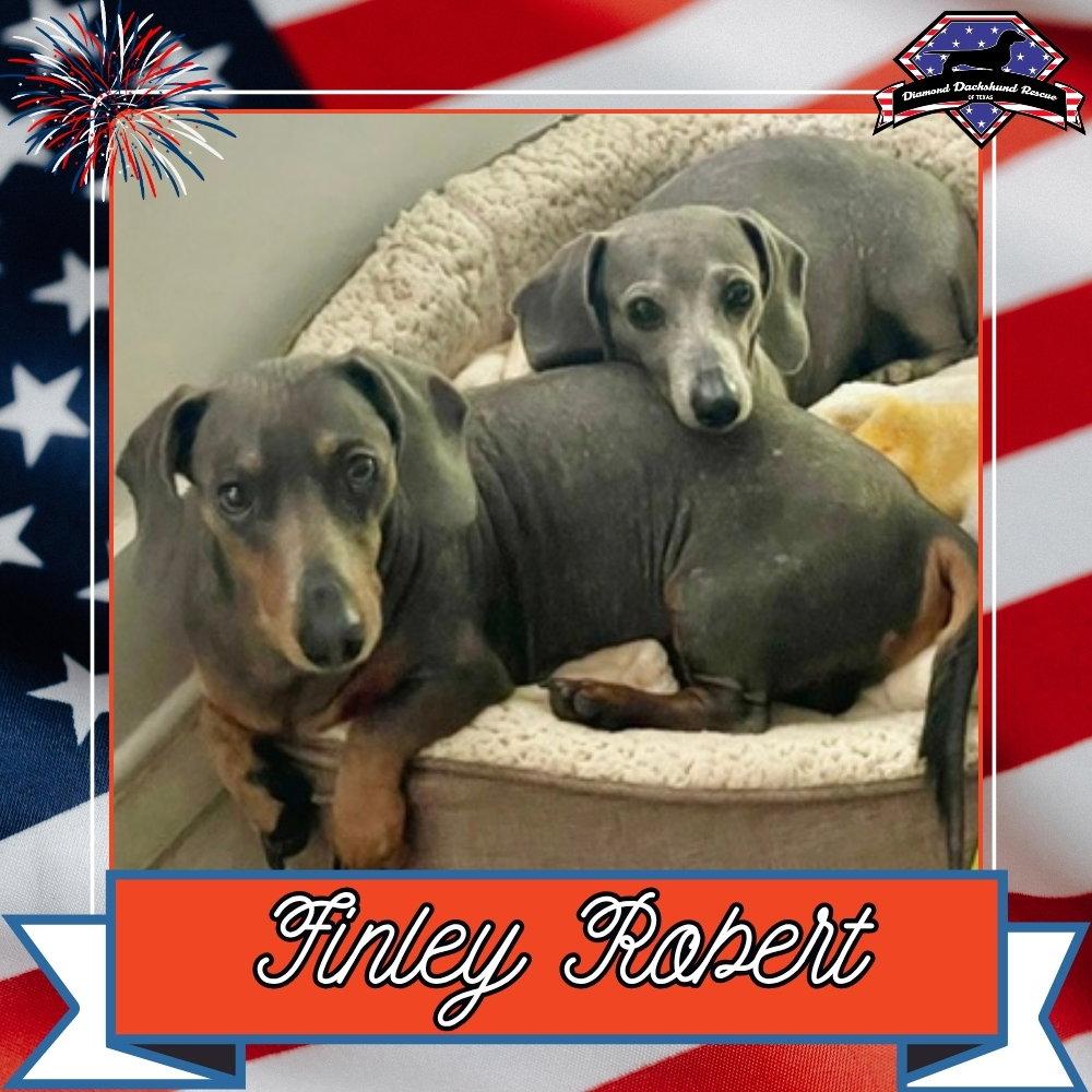 Finley Robert+, a Adoptable Dachshund in San Antonio, TX image 3/3