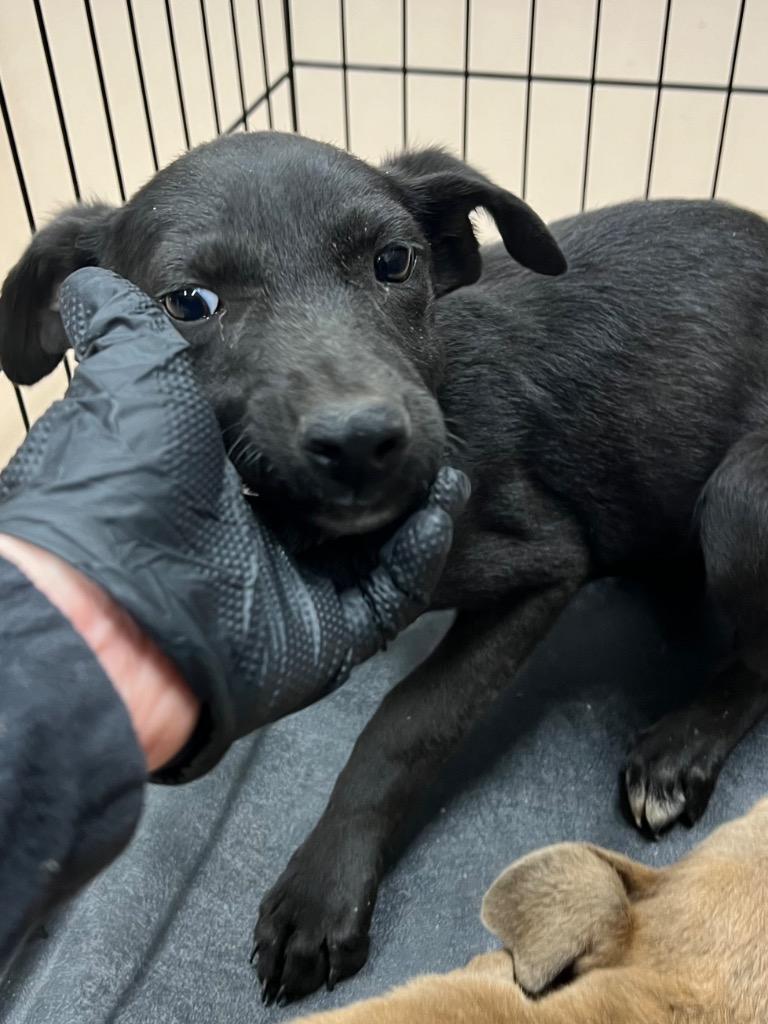 Lorraine, Adoptable, Puppy Female Terrier.