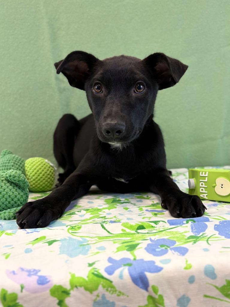 Lorraine, Adoptable, Puppy Female Terrier.