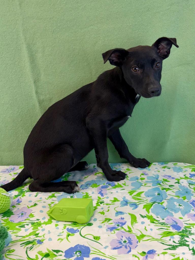 Lorraine, a Adoptable Terrier in Nacogdoches, TX image 2/3