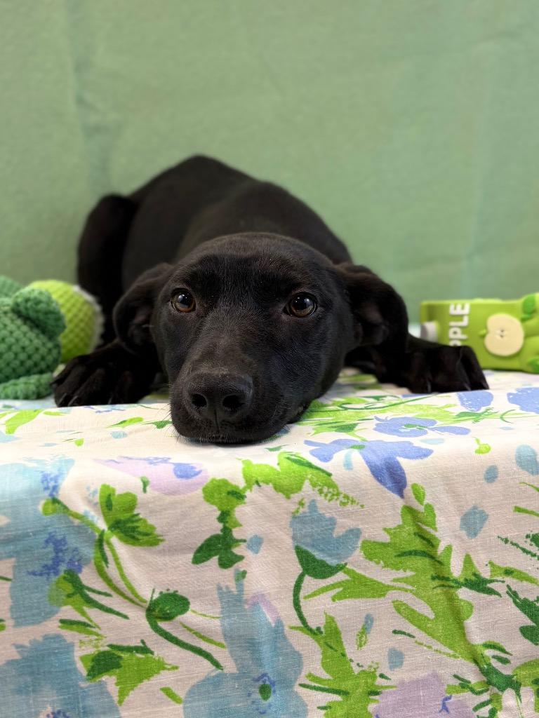 Lorraine, a Adoptable Terrier in Nacogdoches, TX image 3/3