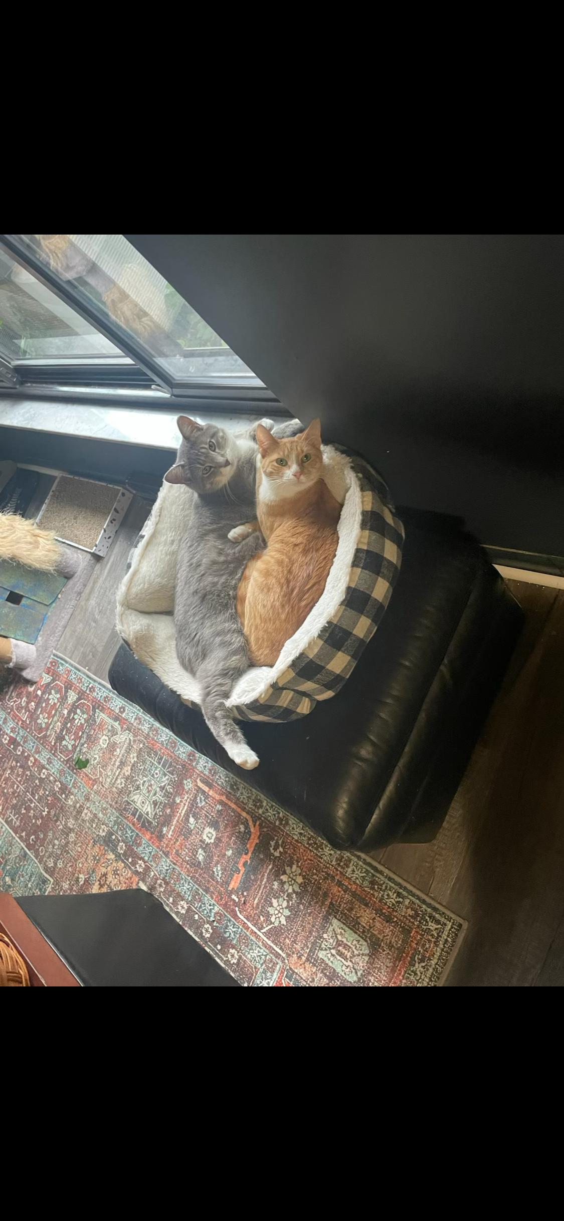 PENNY & CALLIE, Adoptable, Adult Female Domestic Short Hair.