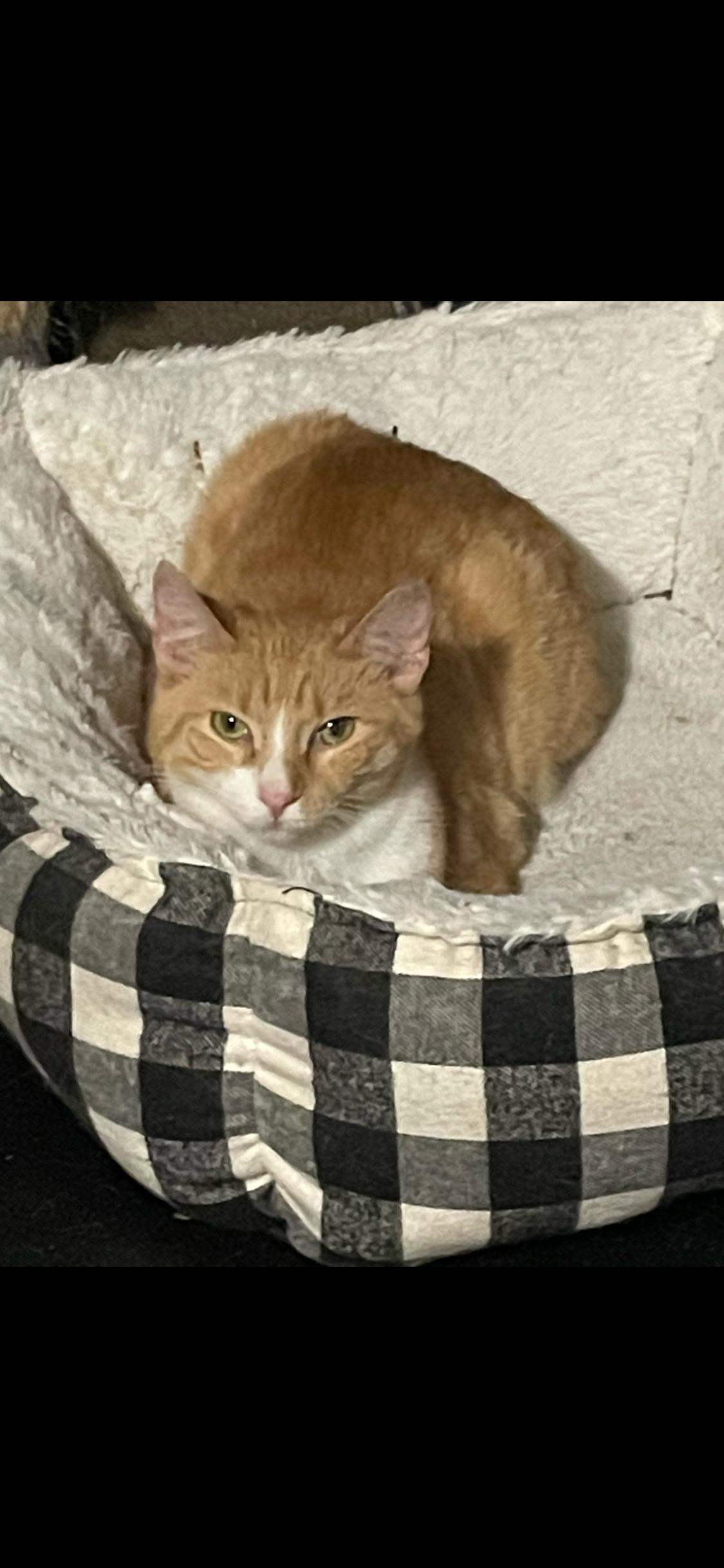 Enlarge PENNY & CALLIE, an adopted Domestic Short Hair in Pittsburgh, PA image 2/3