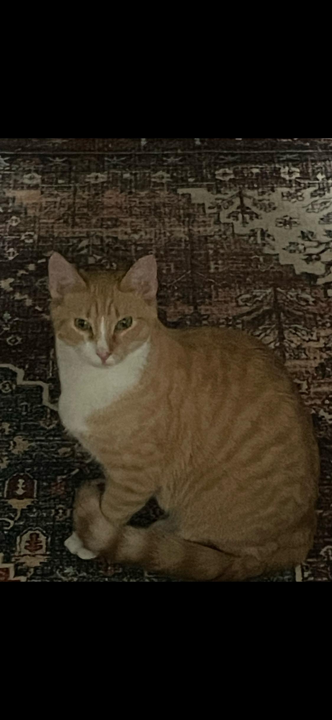 Enlarge PENNY & CALLIE, an adopted Domestic Short Hair in Pittsburgh, PA image 3/3