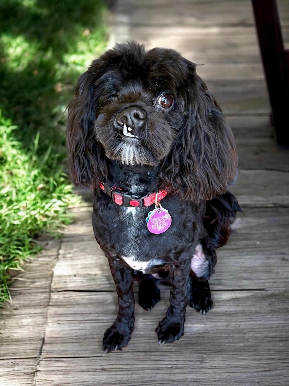 Rex, a ADOPTABLE Lhasa Apso in Salt Lake City, UT image 2/3